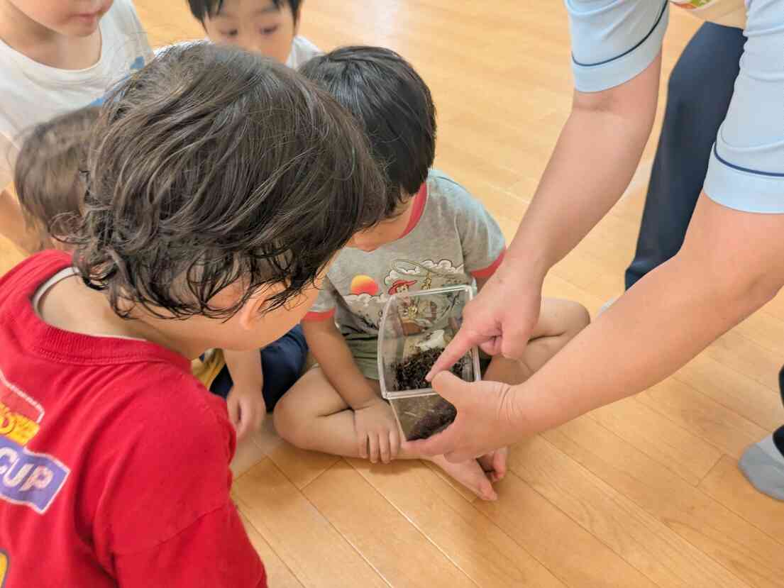 カブトムシさんこんにちは！