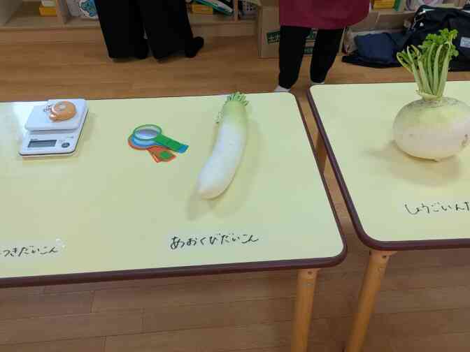 いろいろな大根の観察ができました！