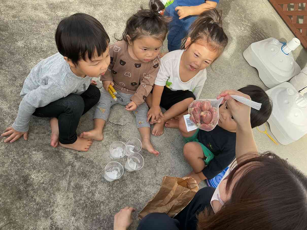 二十日葱の球根をうえたよ♪