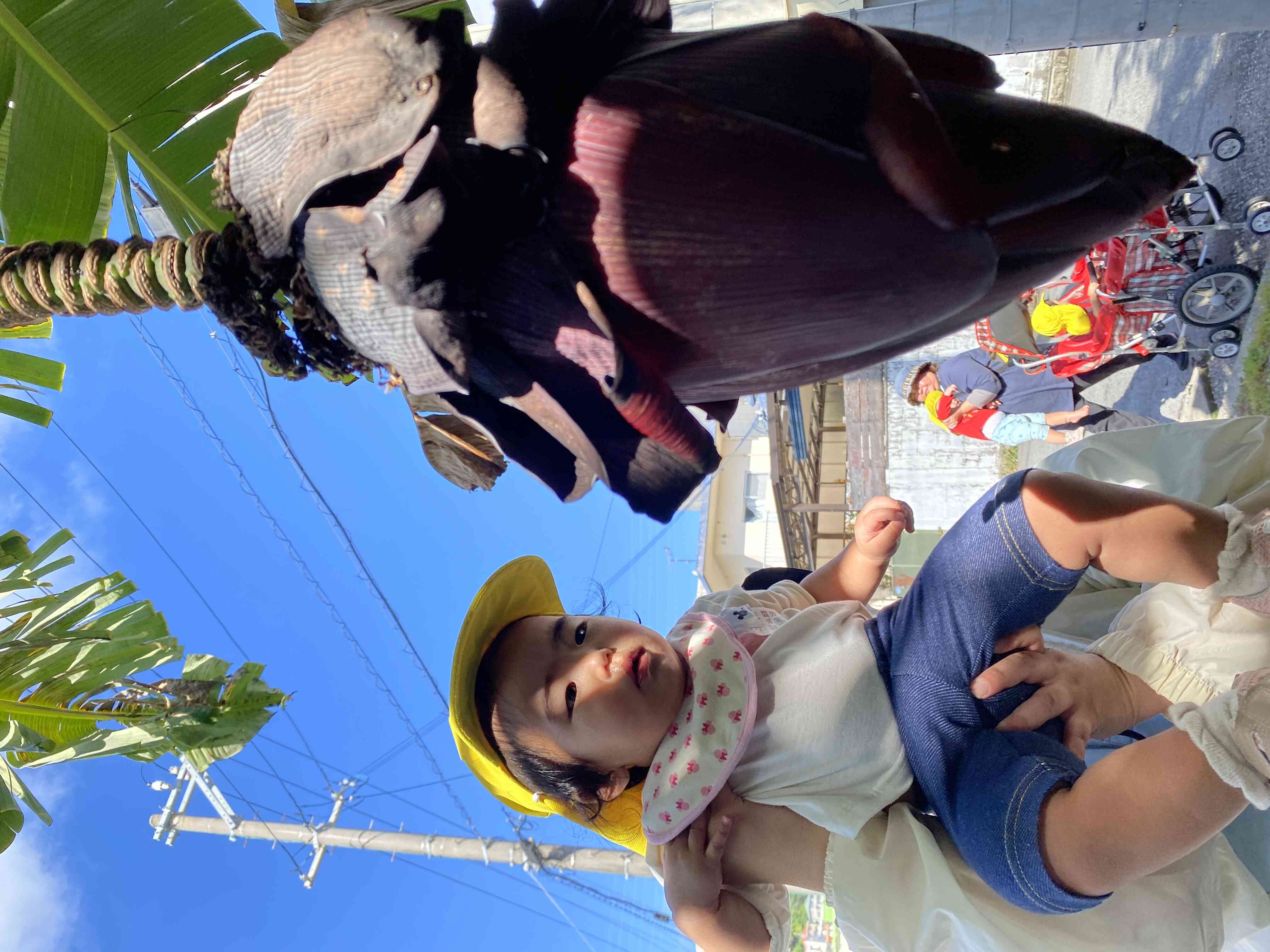 抱っこでバナナの花を観察♪