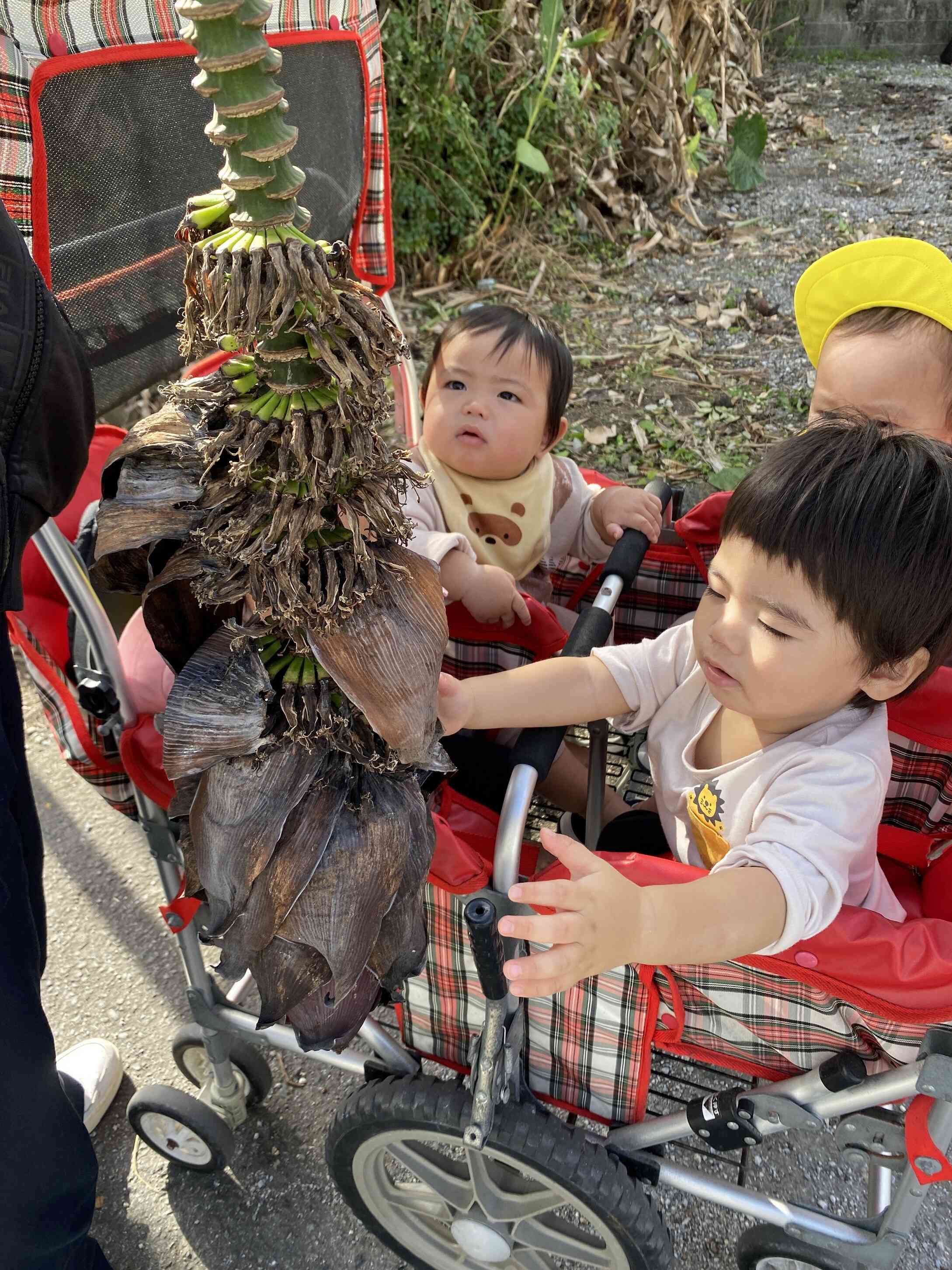 わぁ、なにこれ？