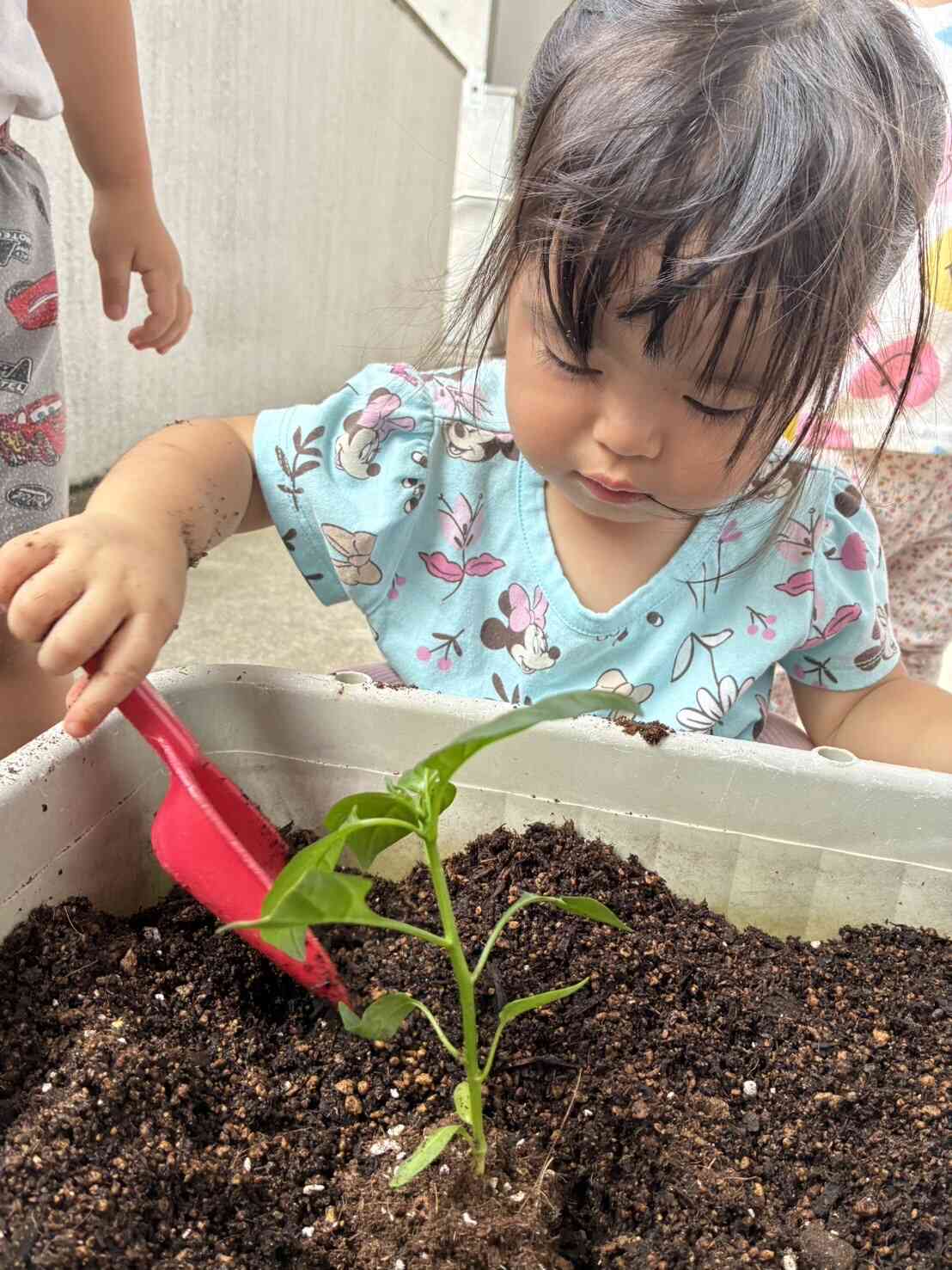 苗植え