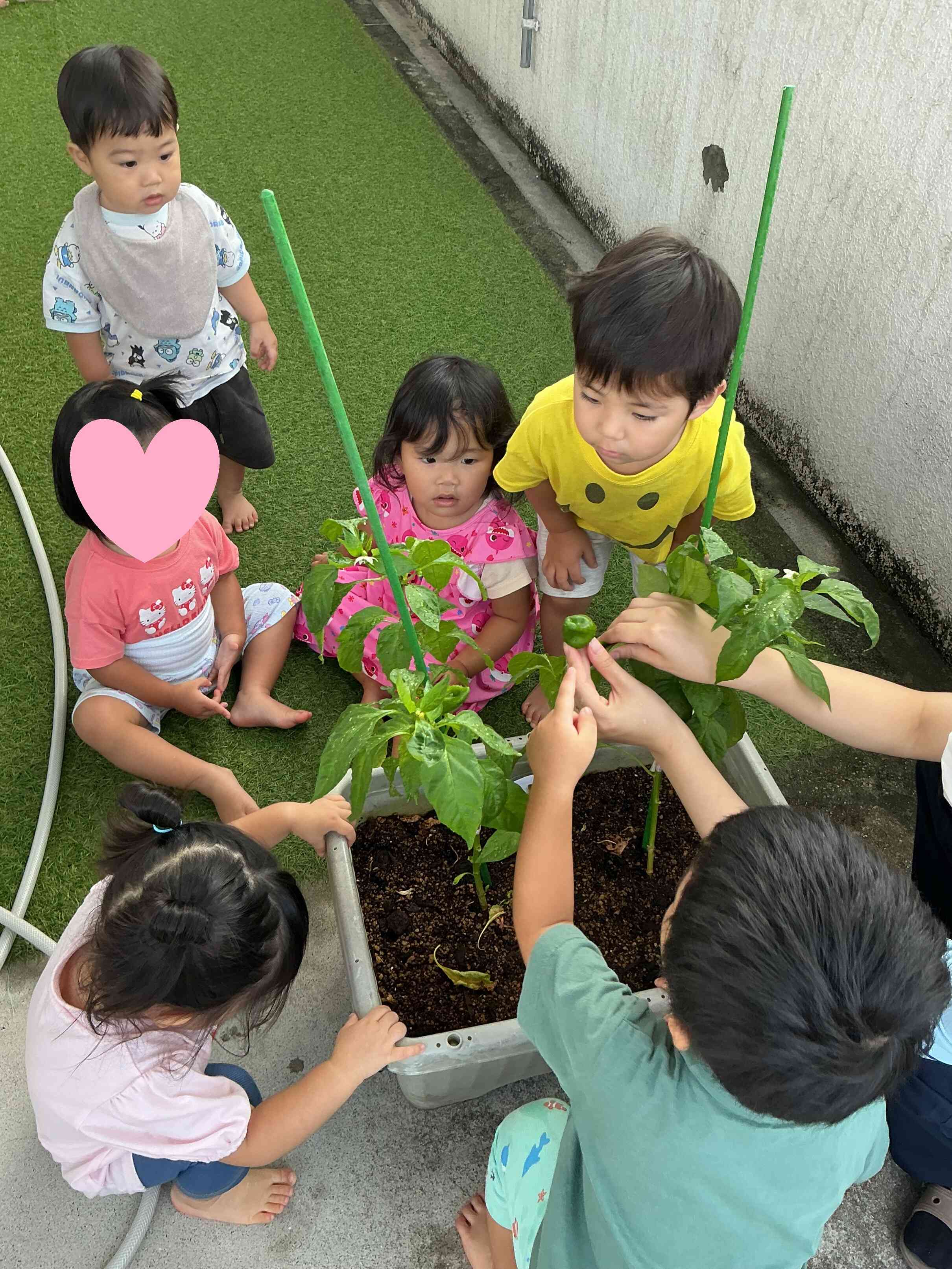 あった！大きくなってる！
