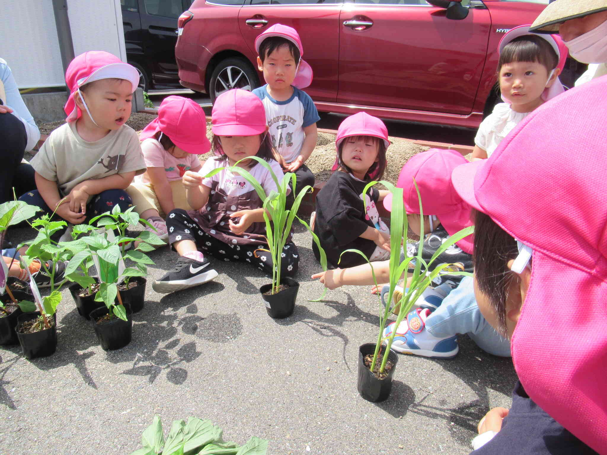 食育　夏野菜の苗植え