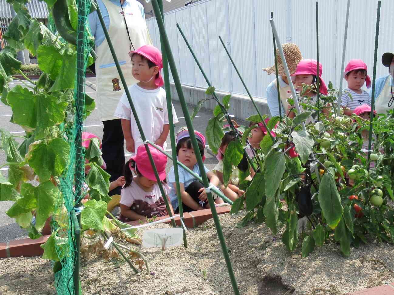 食育　２歳児クラス　夏野菜の収穫