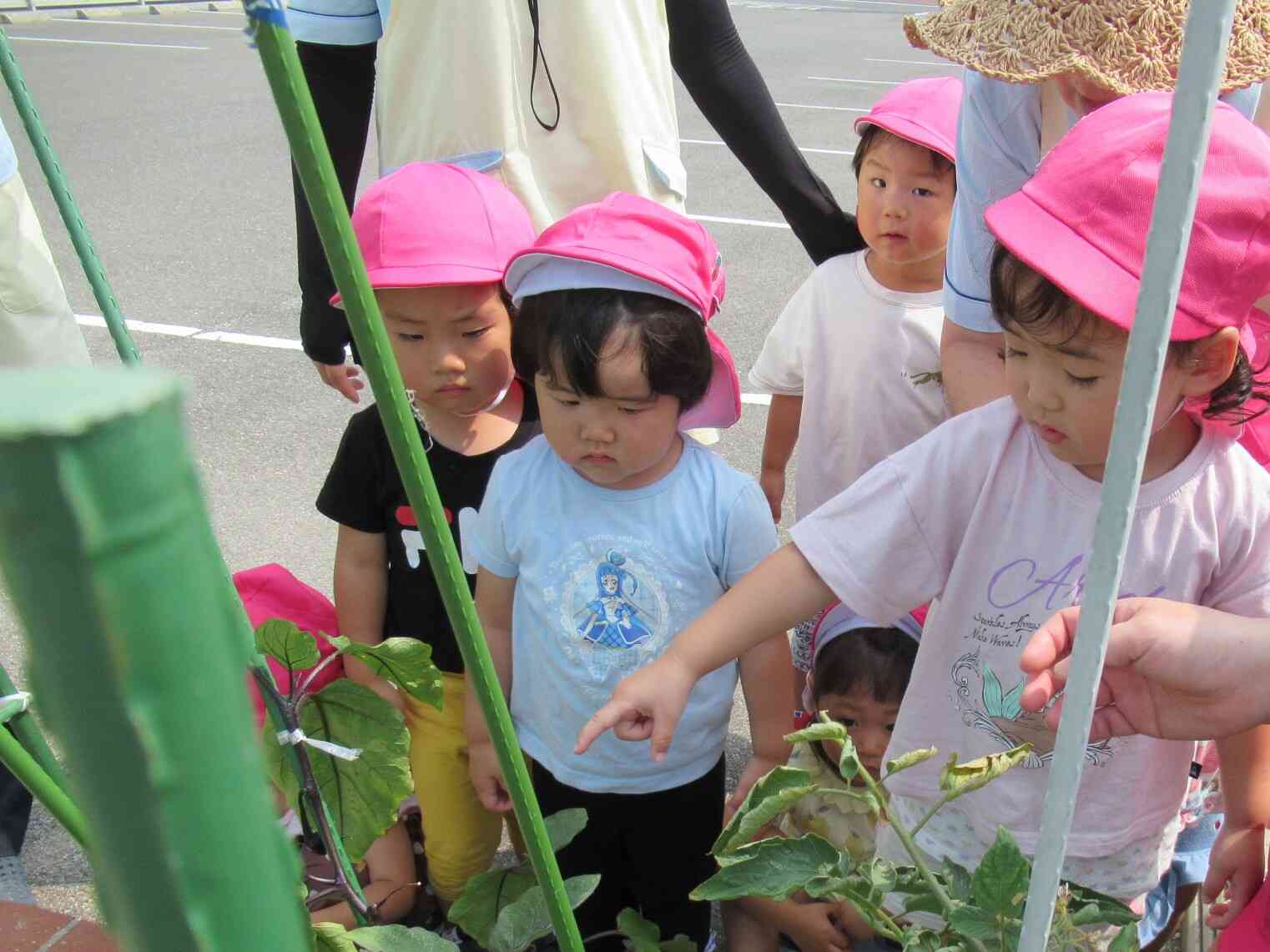 ここにお野菜あるよ!