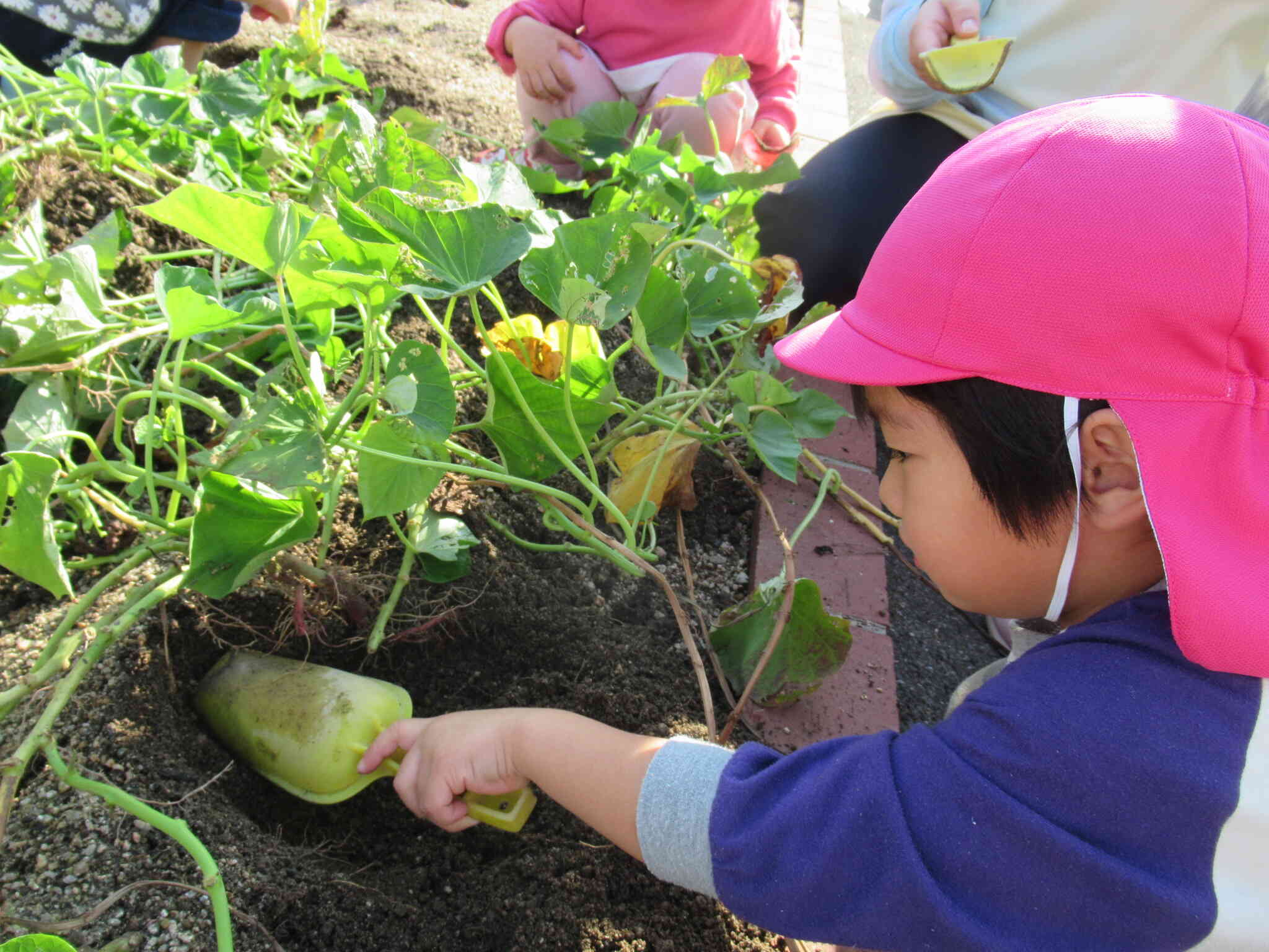 お芋さんどこかなぁ～？