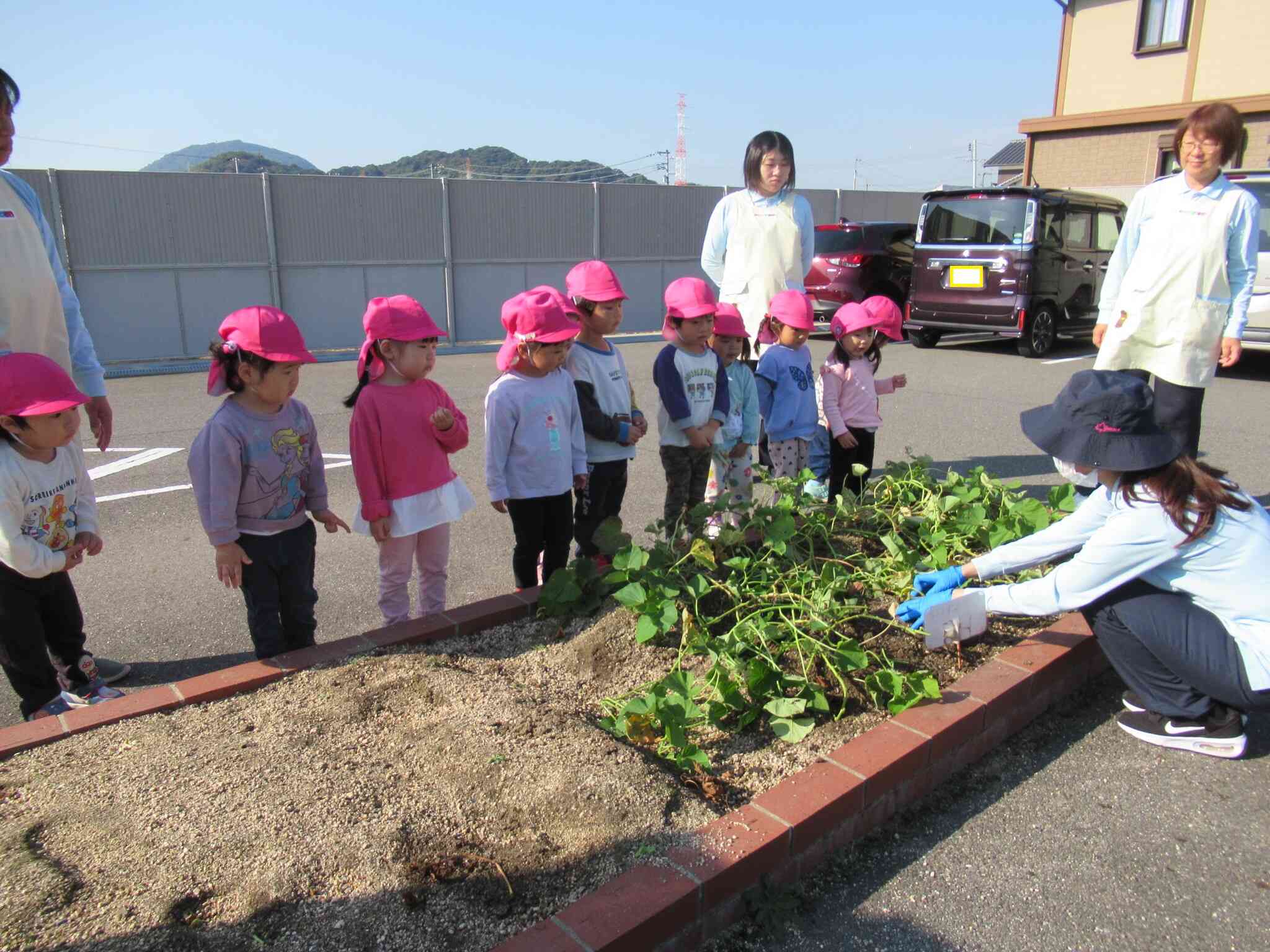 食育　2歳児クラス　芋ほり