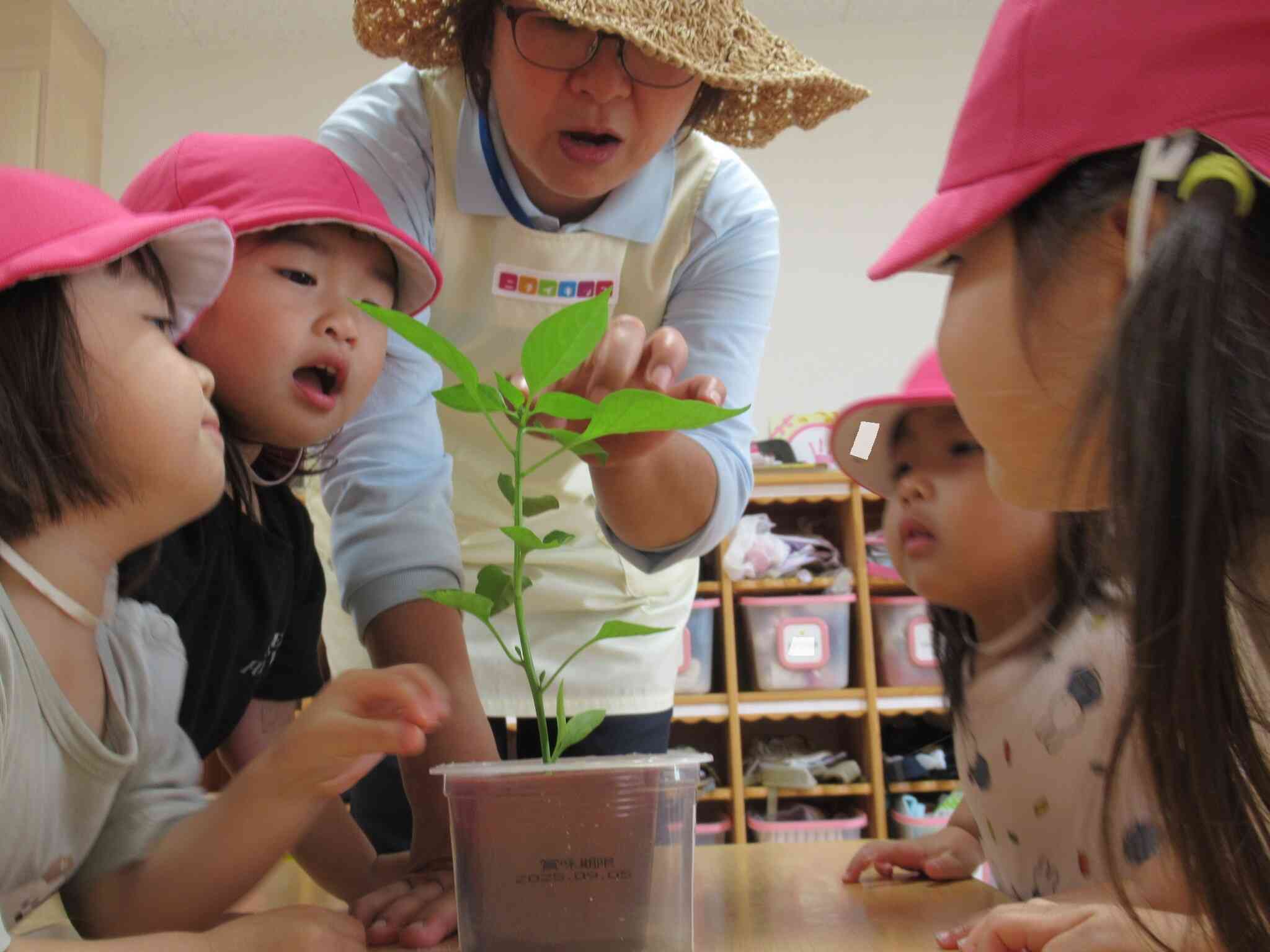 食育　２歳児クラス　夏野菜の苗植え