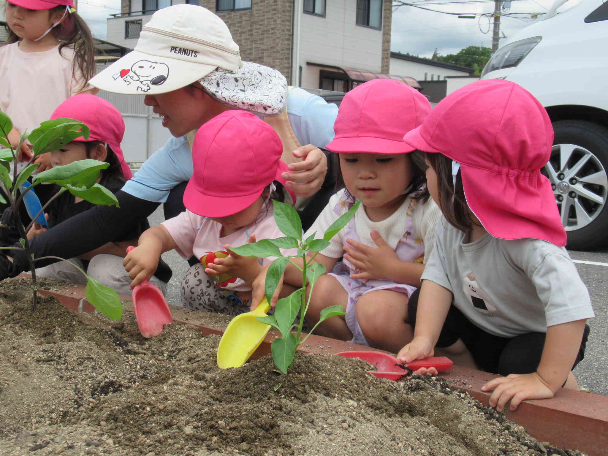 夏野菜の苗植えに挑戦！