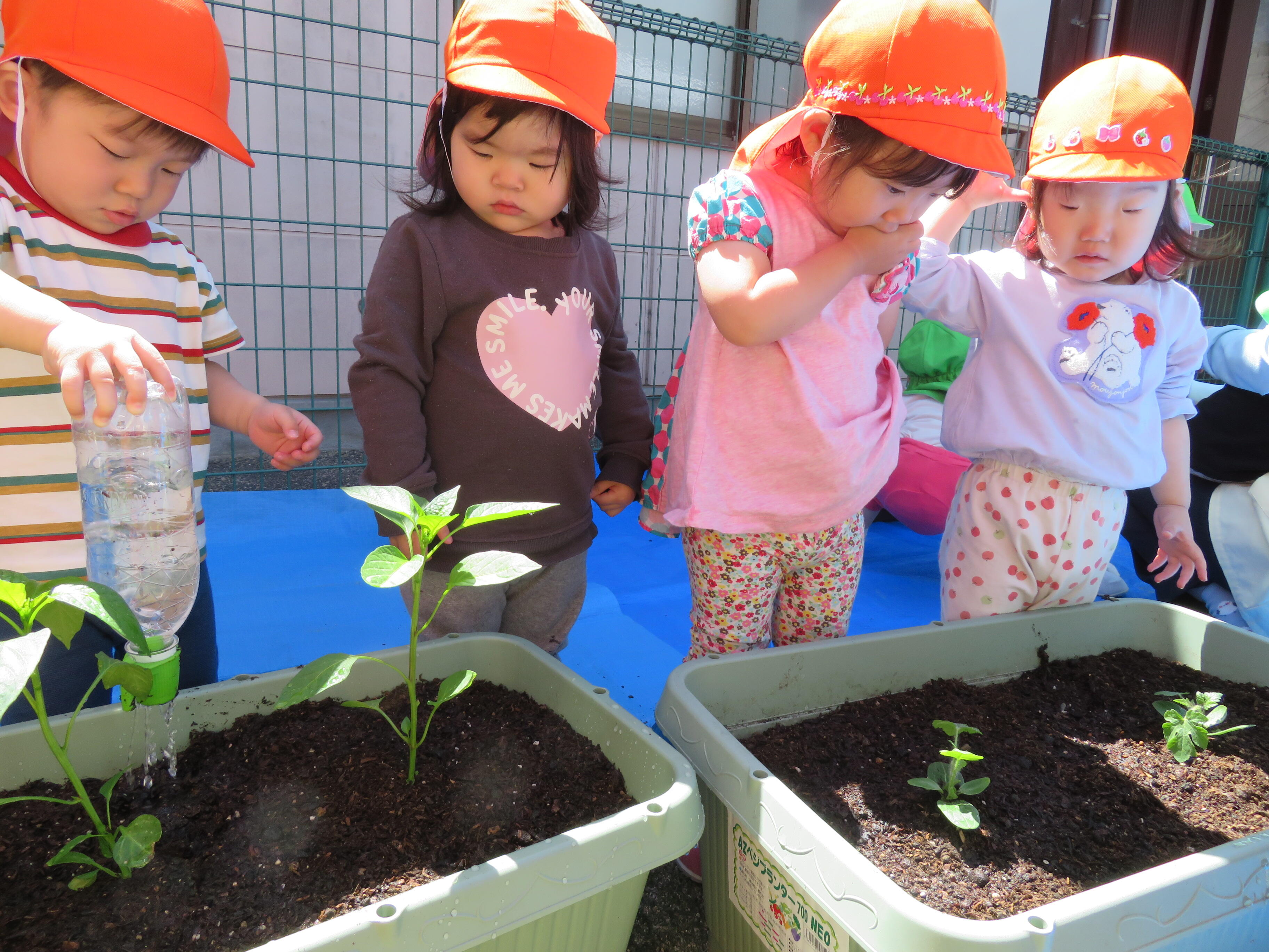 最後にお水をあげてくれましたよ。花が咲いて、実になる様子を先生たちと楽しみにしたいと思います。