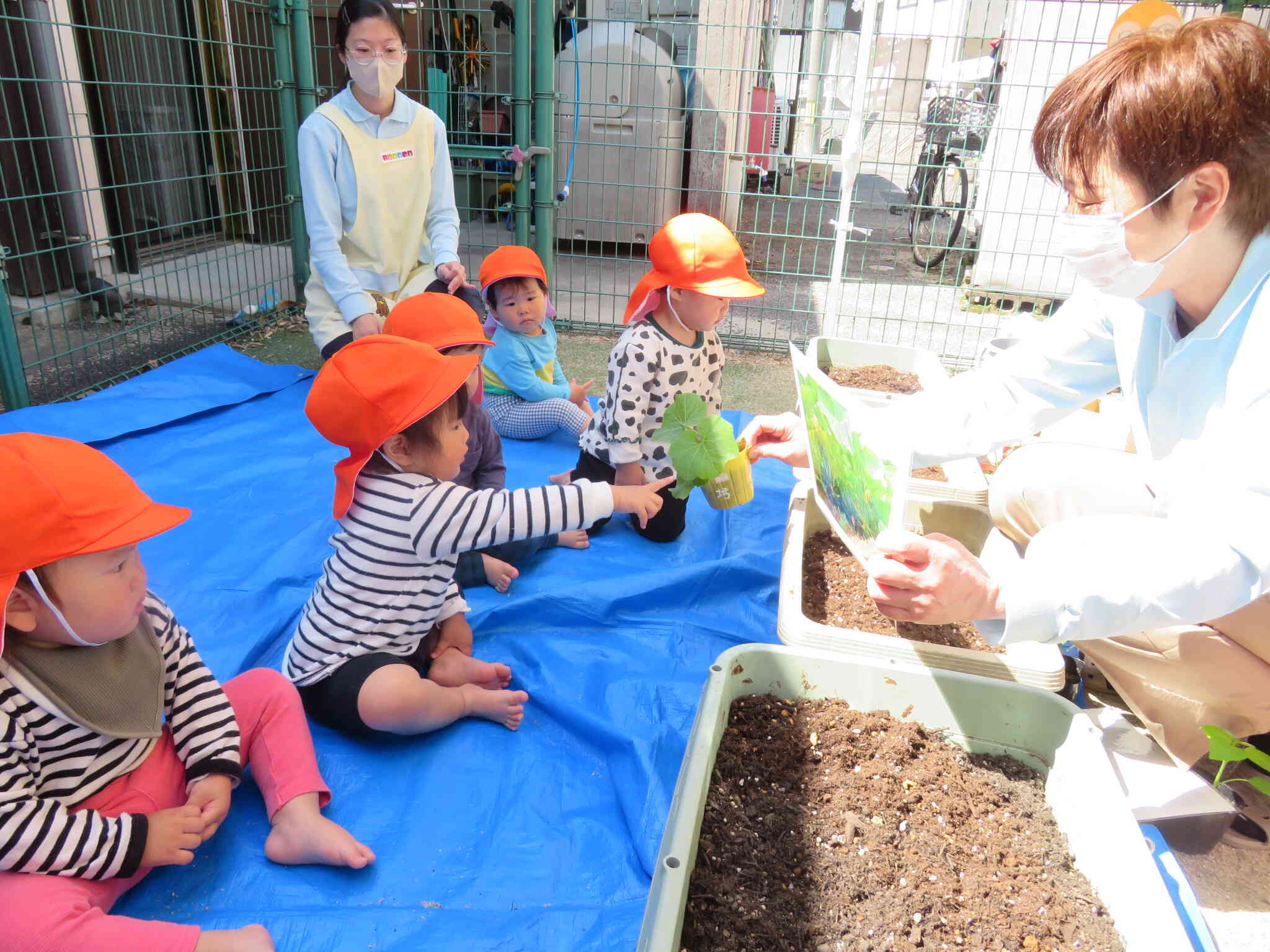 1歳児さんも苗植え体験