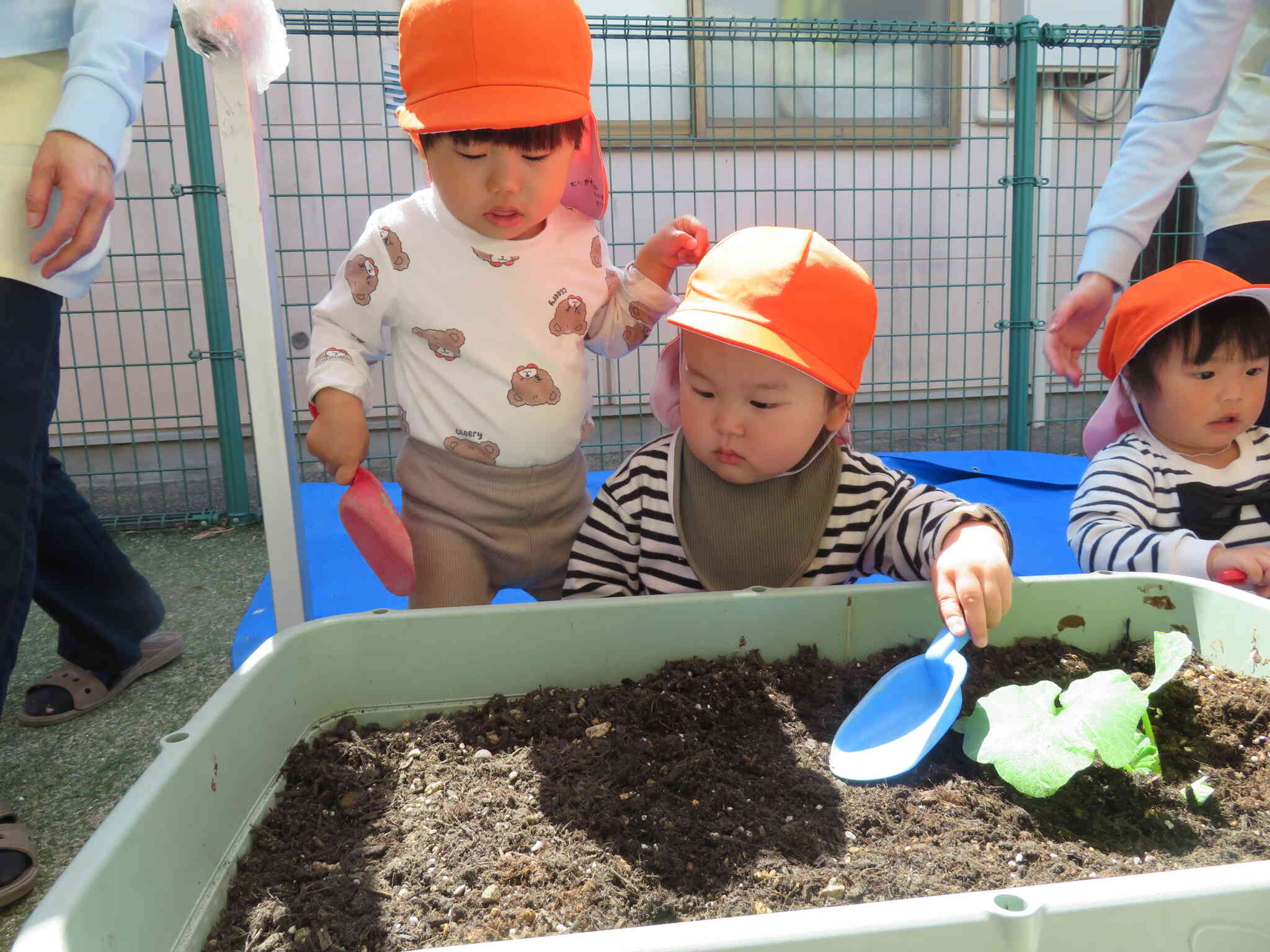 1歳児の子どもたちも、スコップを手に、とんとんとん、って土を均すよ。