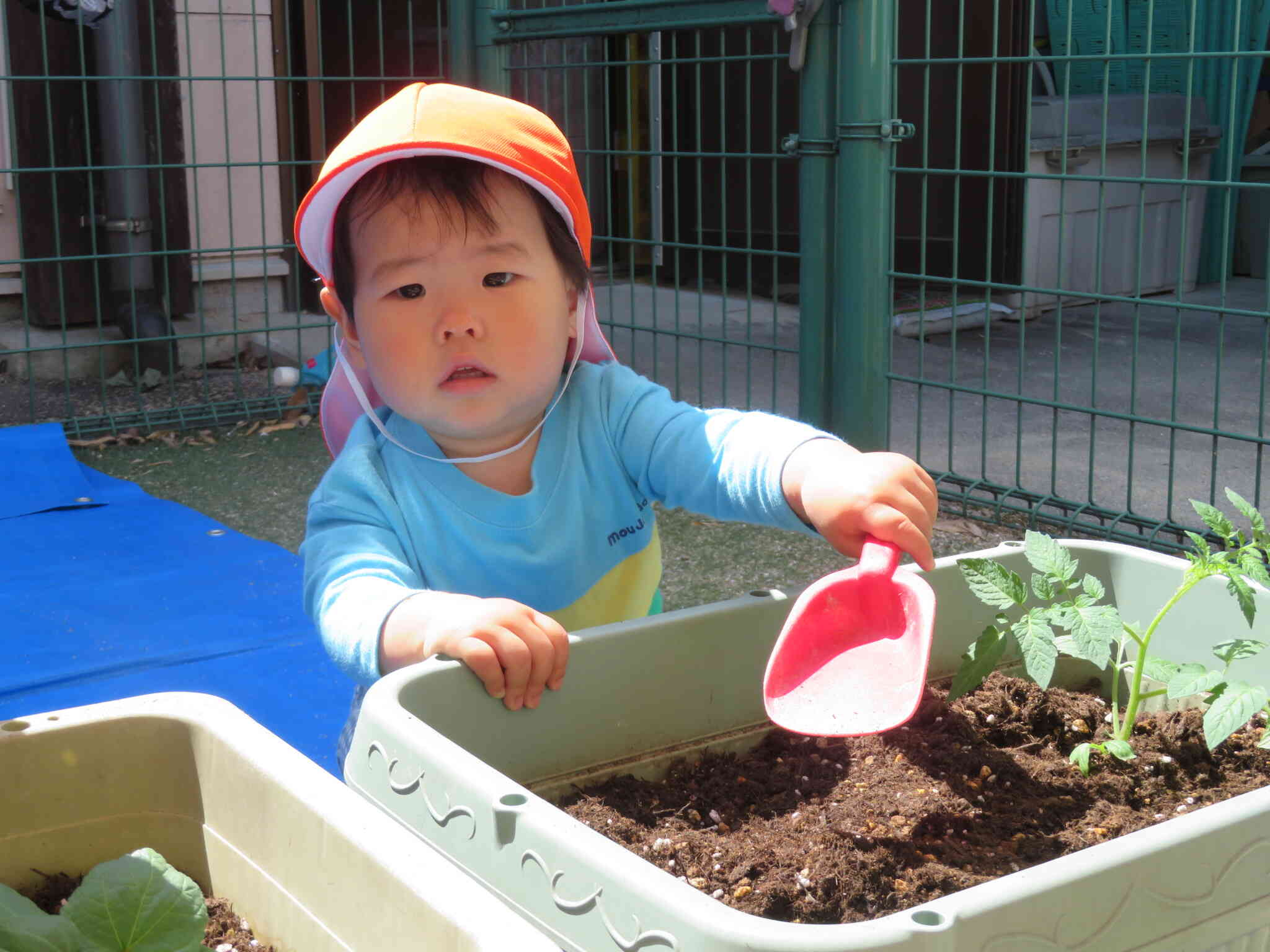 苗を植えたよ