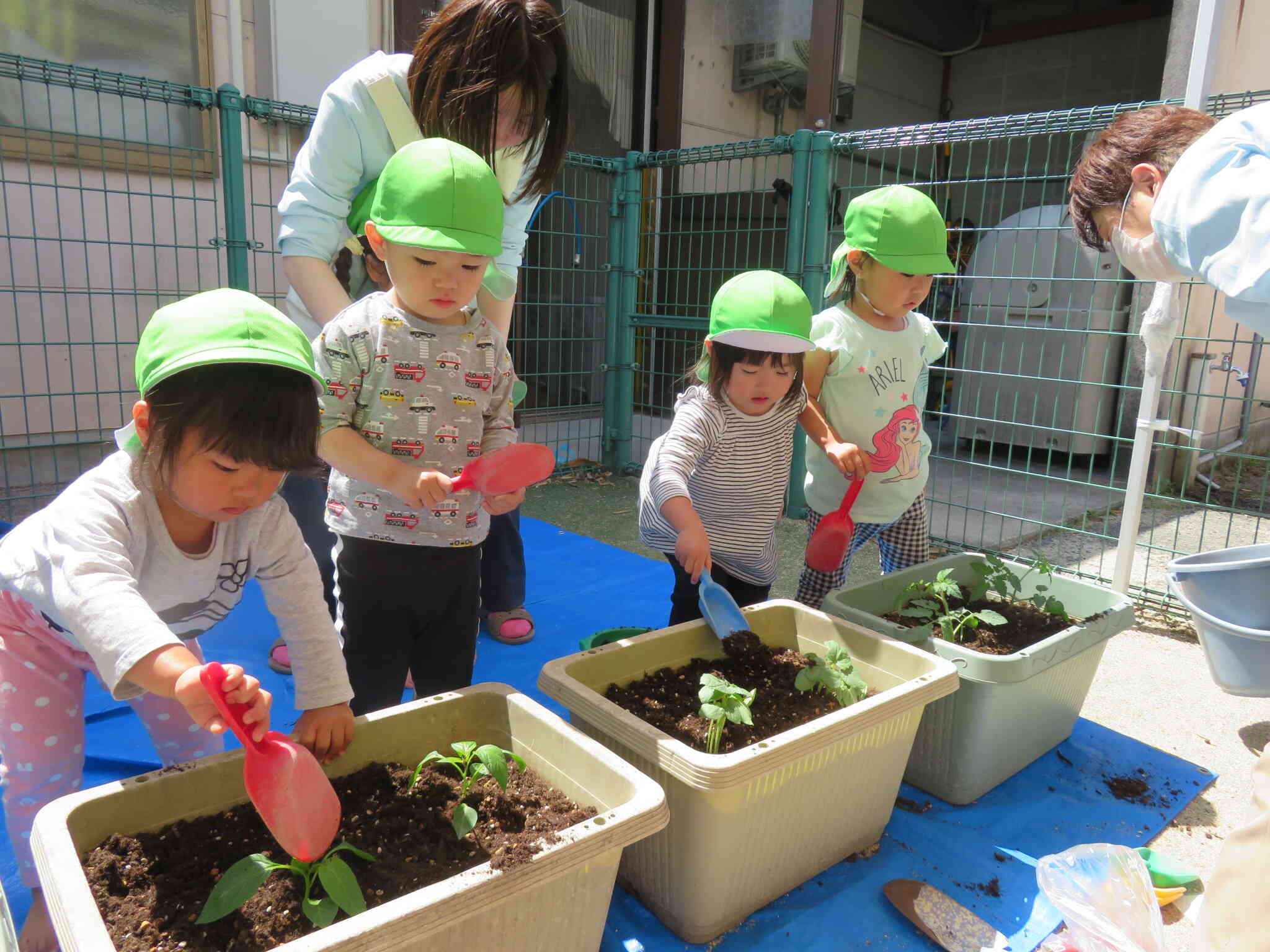 「おおきくな～れ」って優しく土をかけてあげたよ。みんな上手。