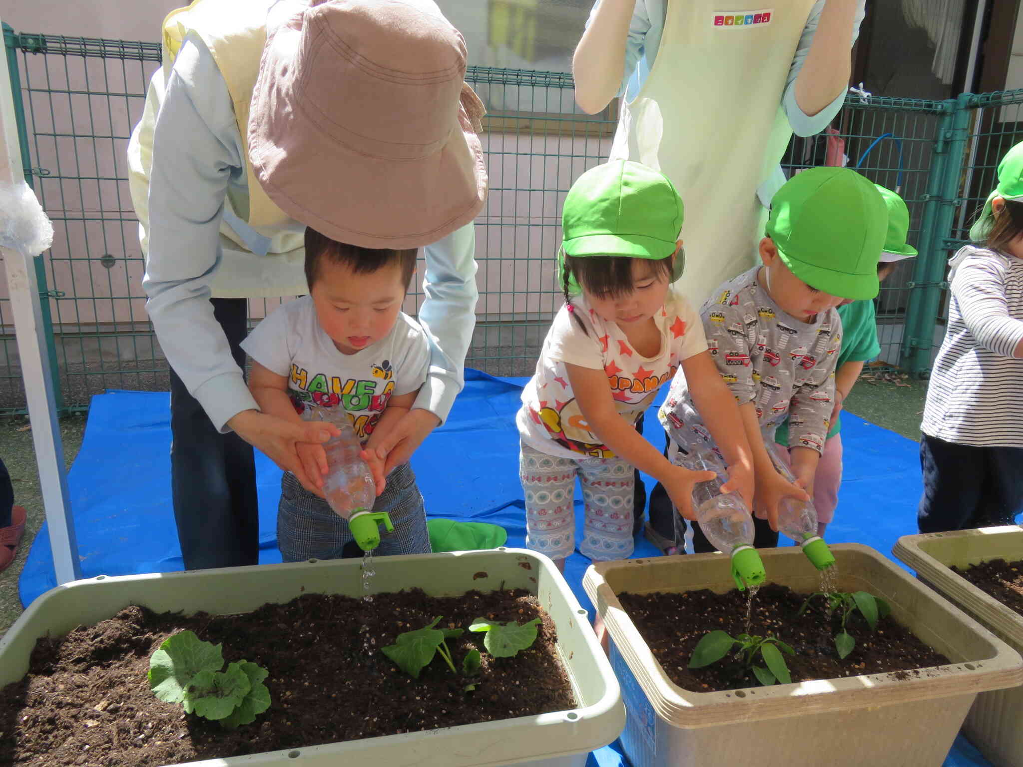 大きくなってね。って言いながら、たっぷりお水をあげました。2歳児さんは今後、水やりのお手伝いをしてくれます。