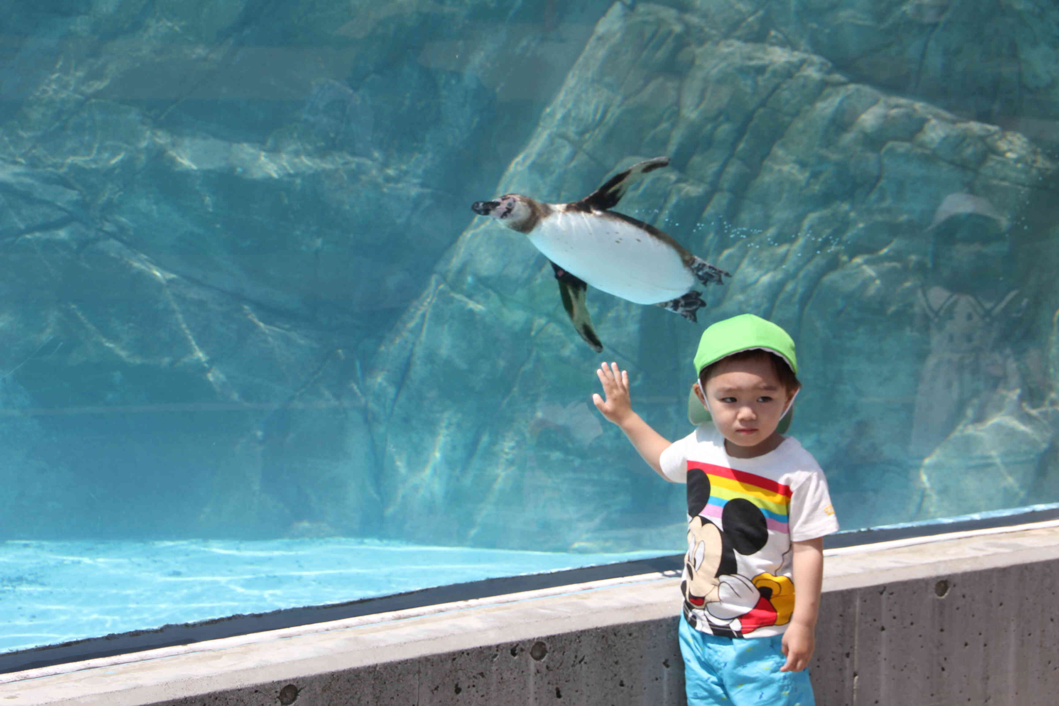 あっ！ペンギンが来てくれたよ！