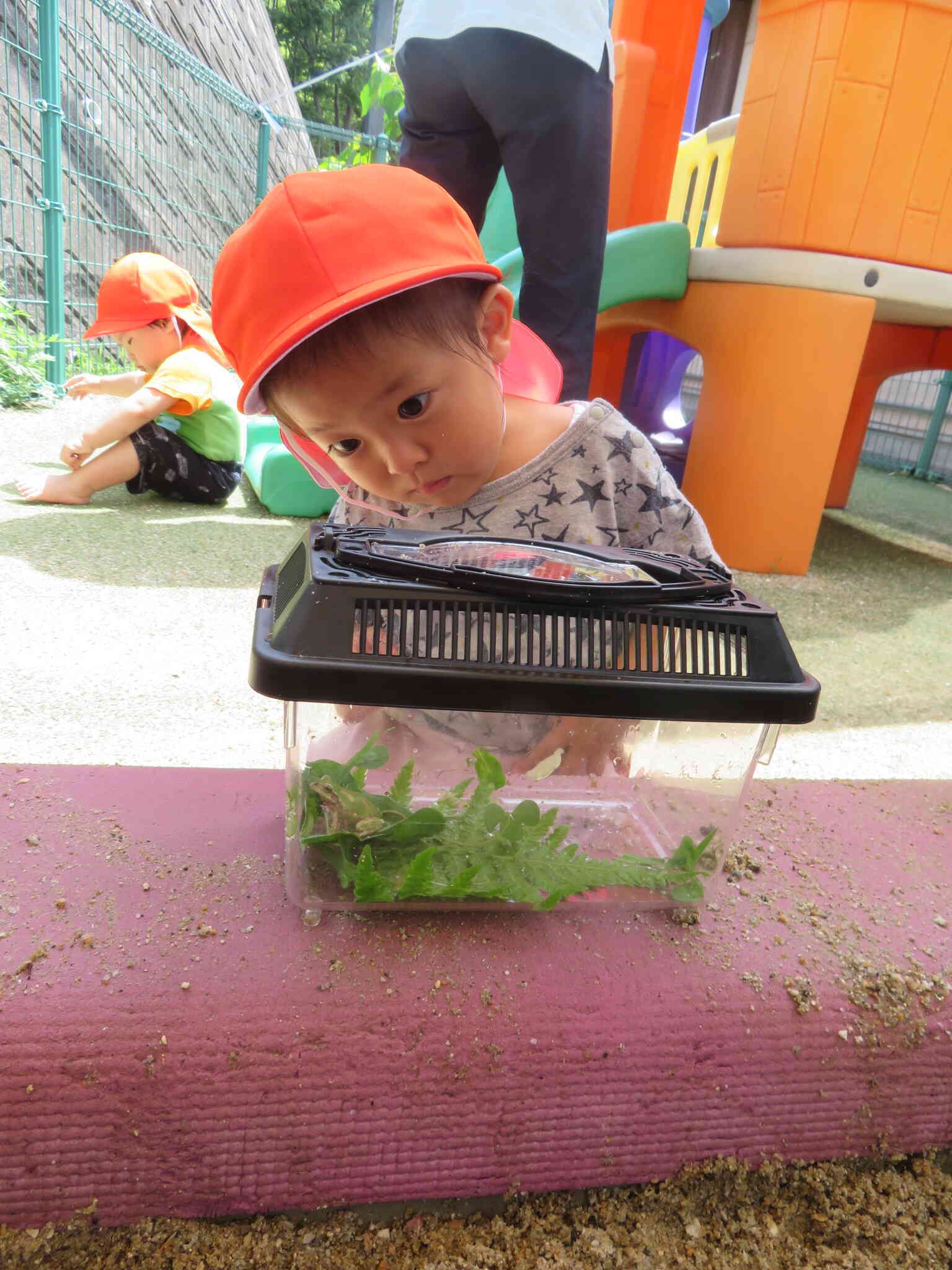 6月から末武保育園に通ってくれているSちゃんが覗き込んでる虫かご。かえるさんがいます。