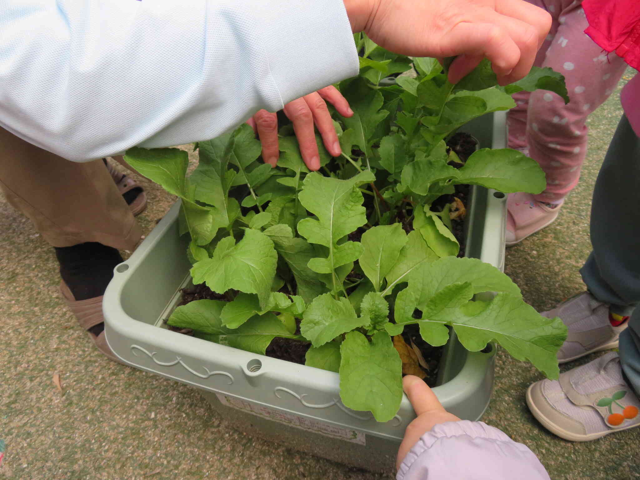 はつか大根の収穫