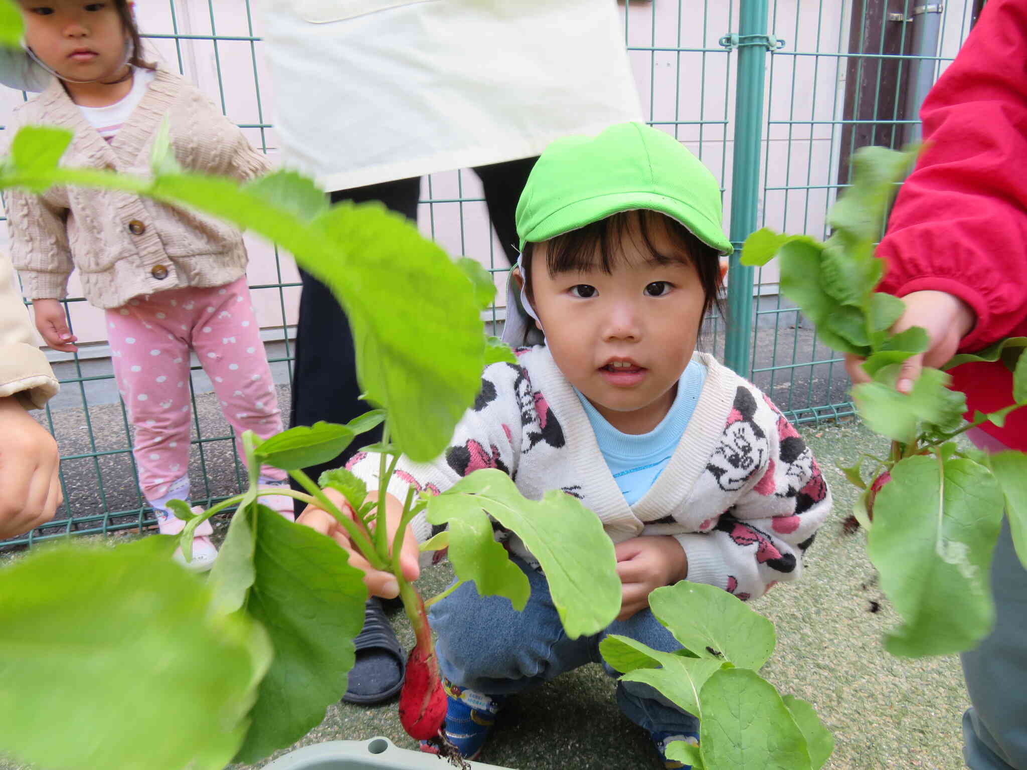 だいこんあったー！！