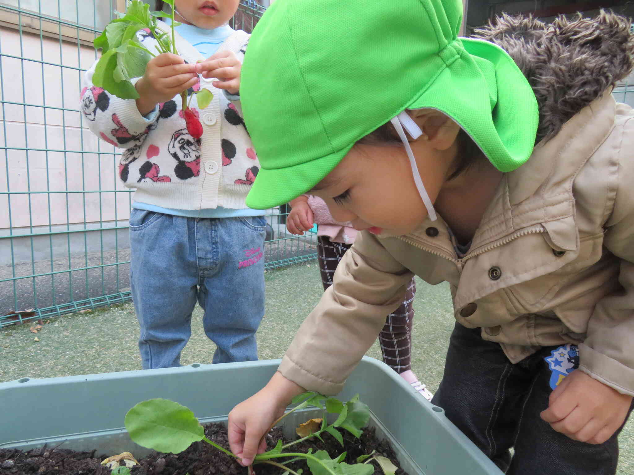どんなだいこんでてくるかなぁ・・・