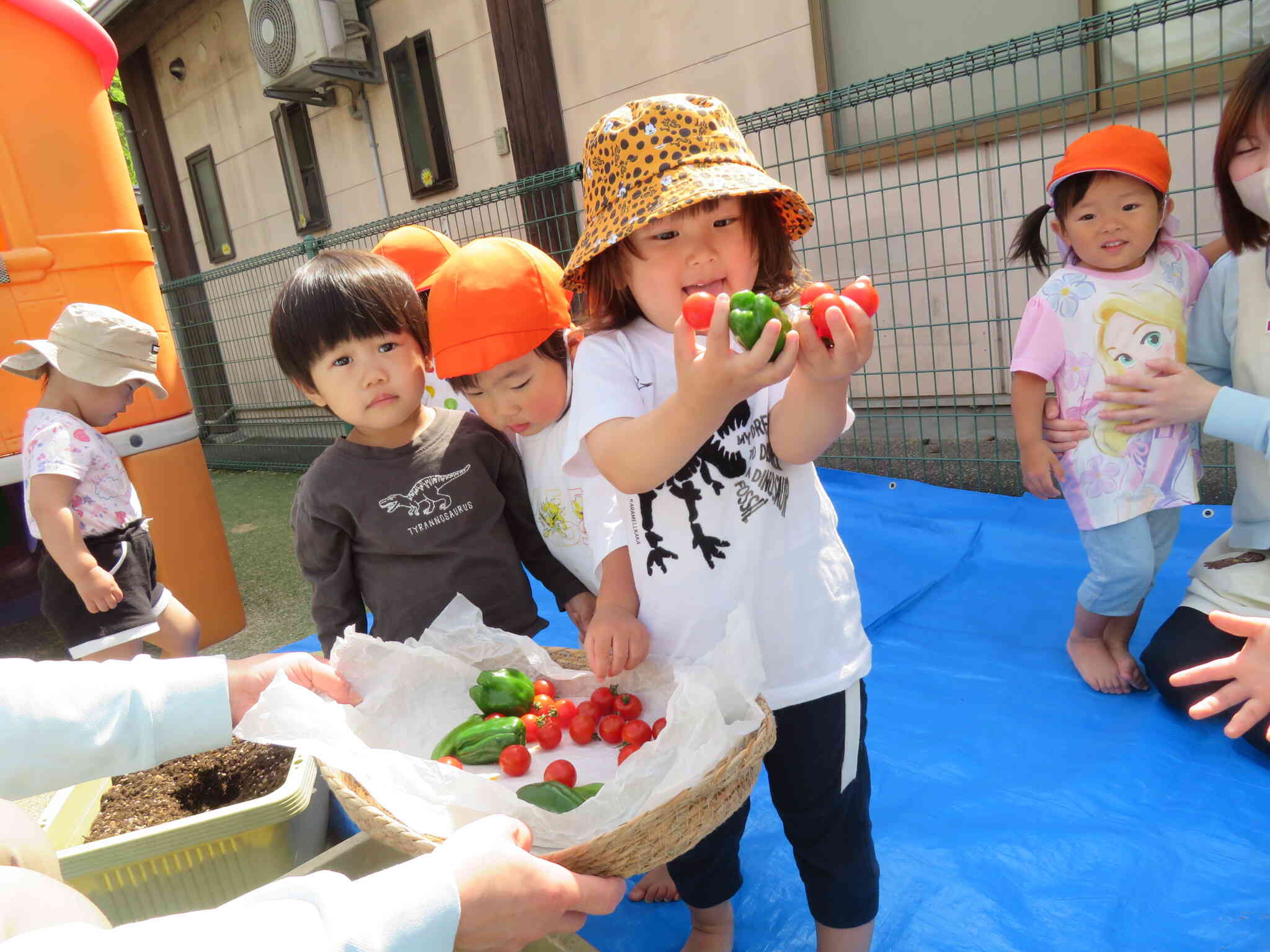 どんな野菜ができるかな