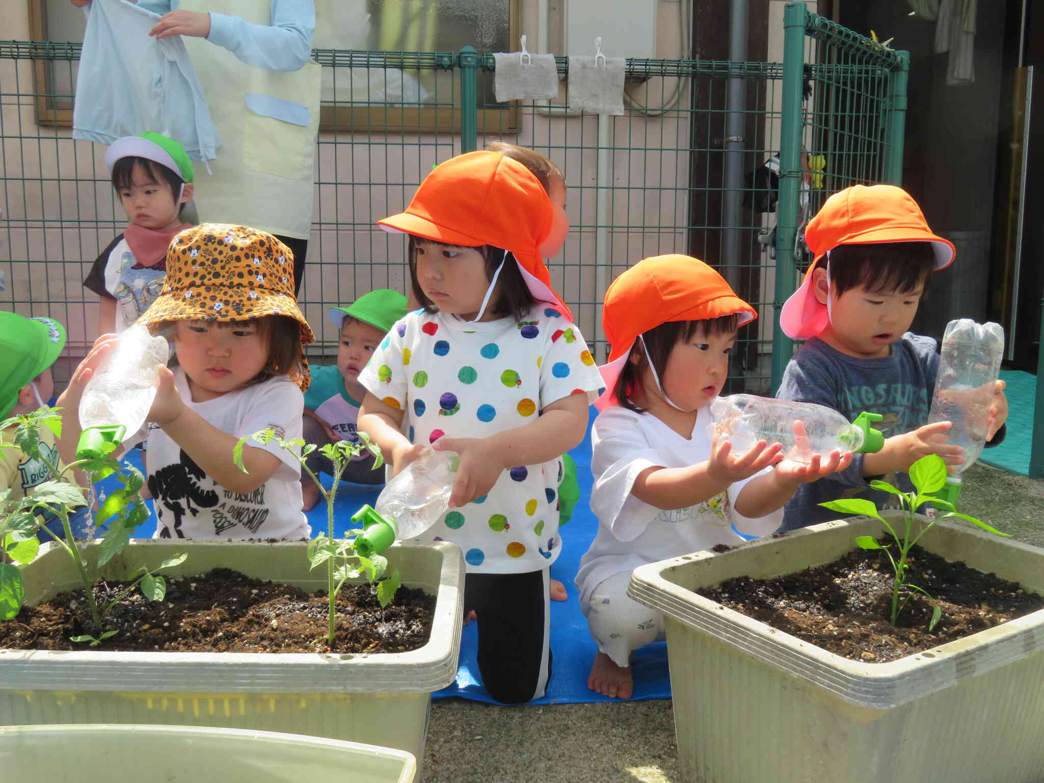 夏野菜を育てます！