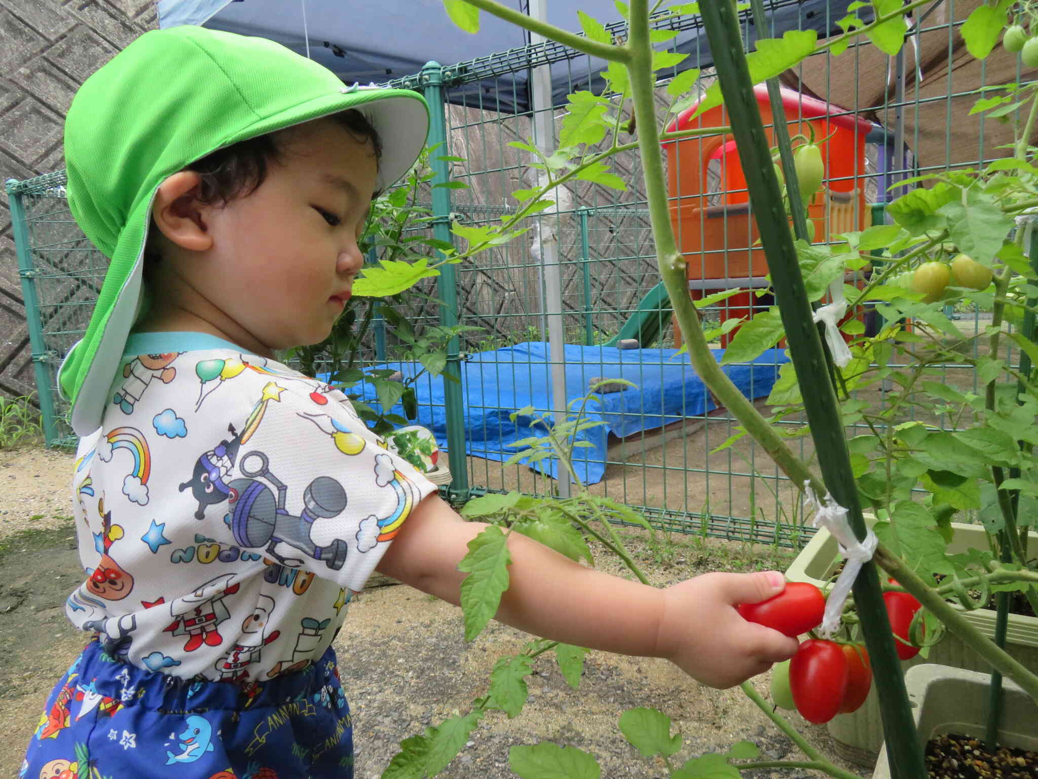 夏野菜の収穫をしたよ