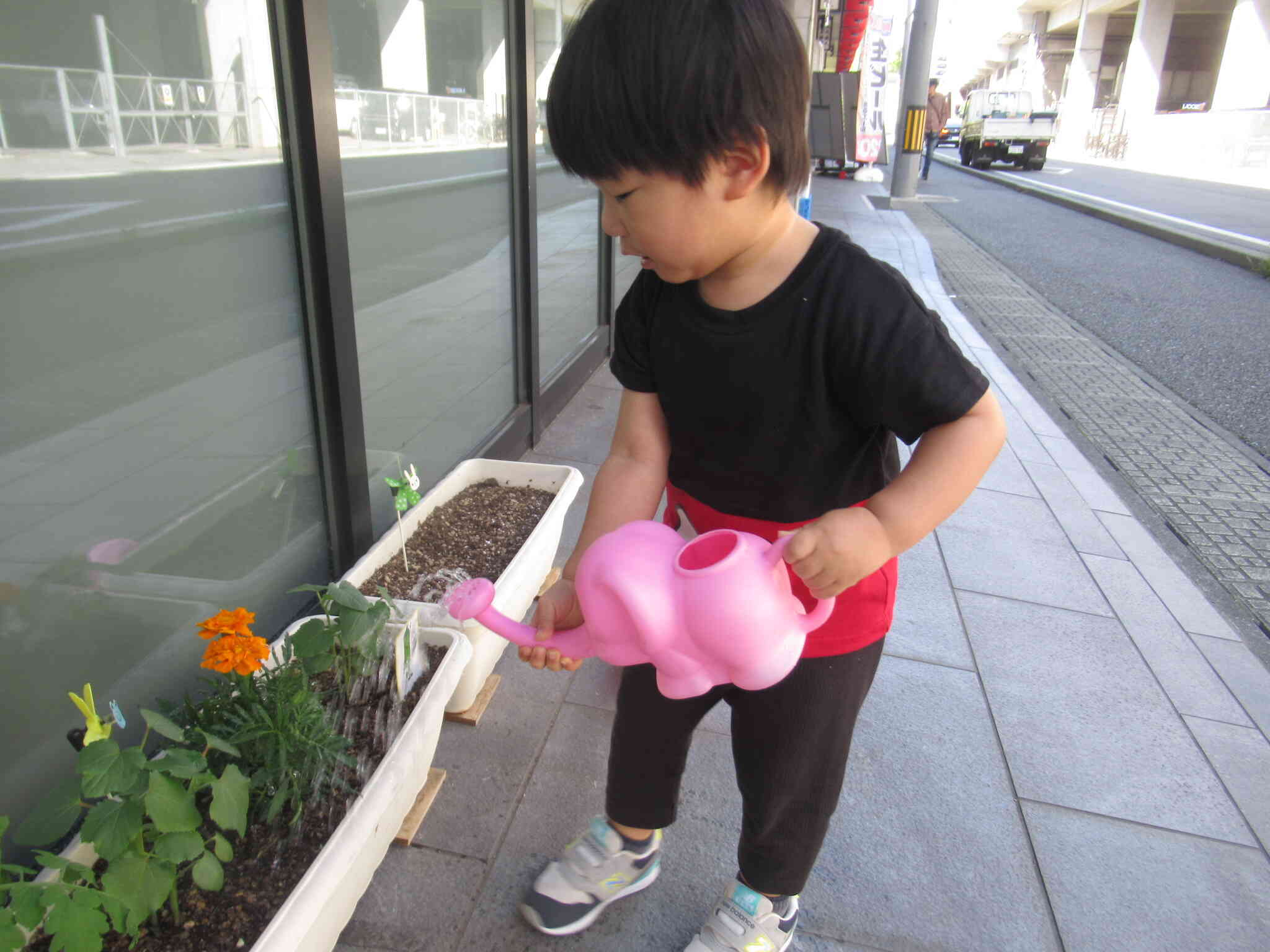 野菜に水やり