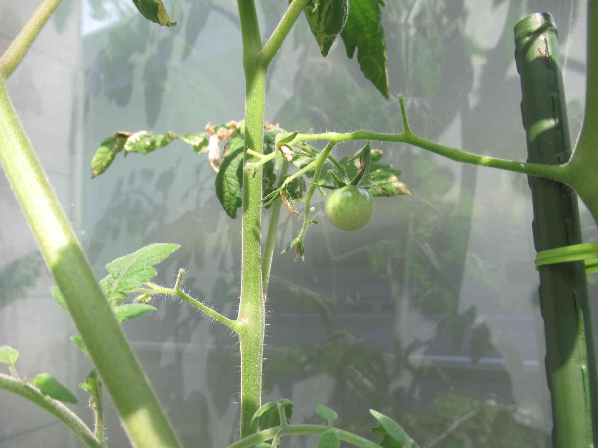 見～つけた！