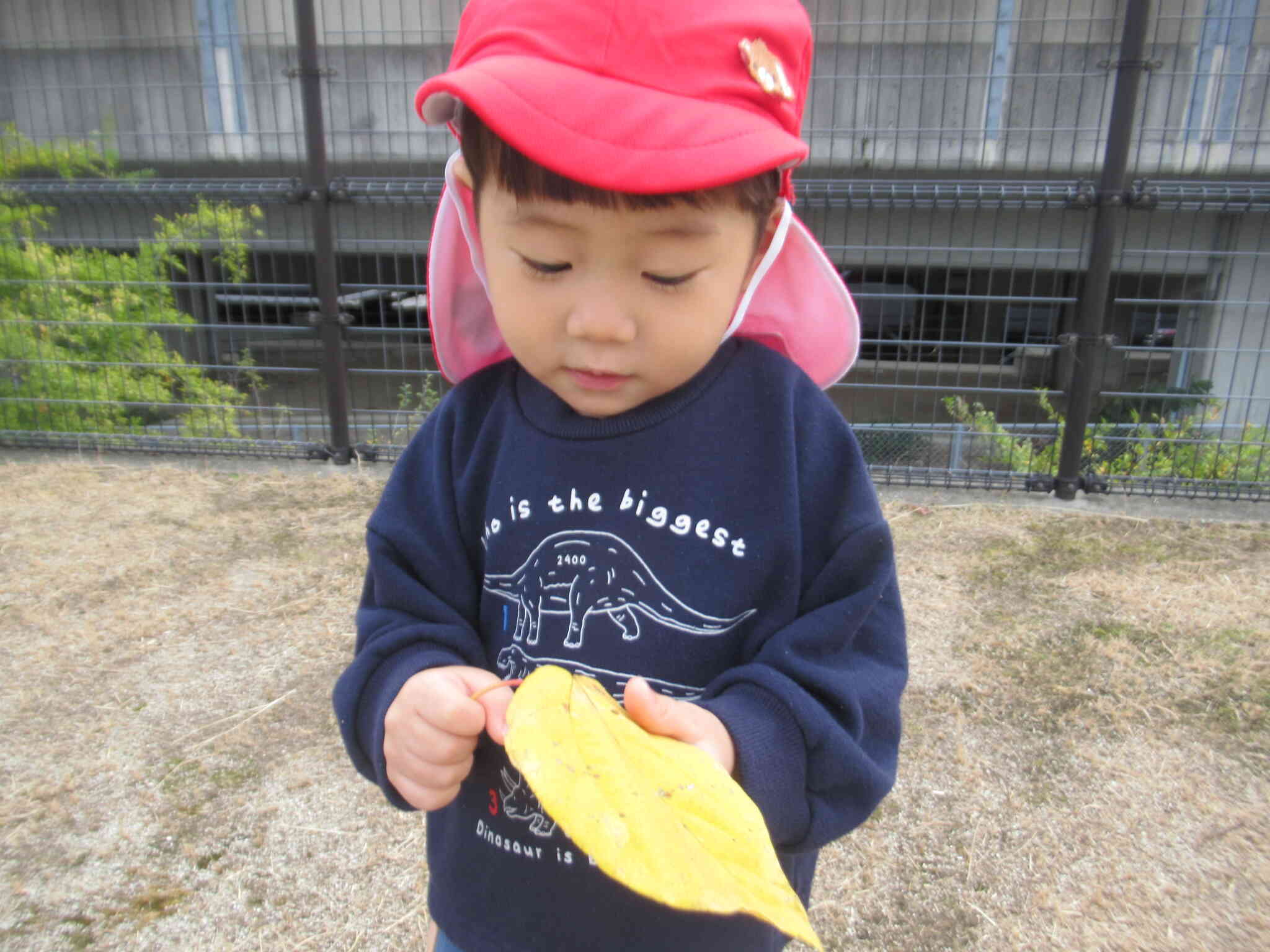 黄色い葉っぱを見つけました。