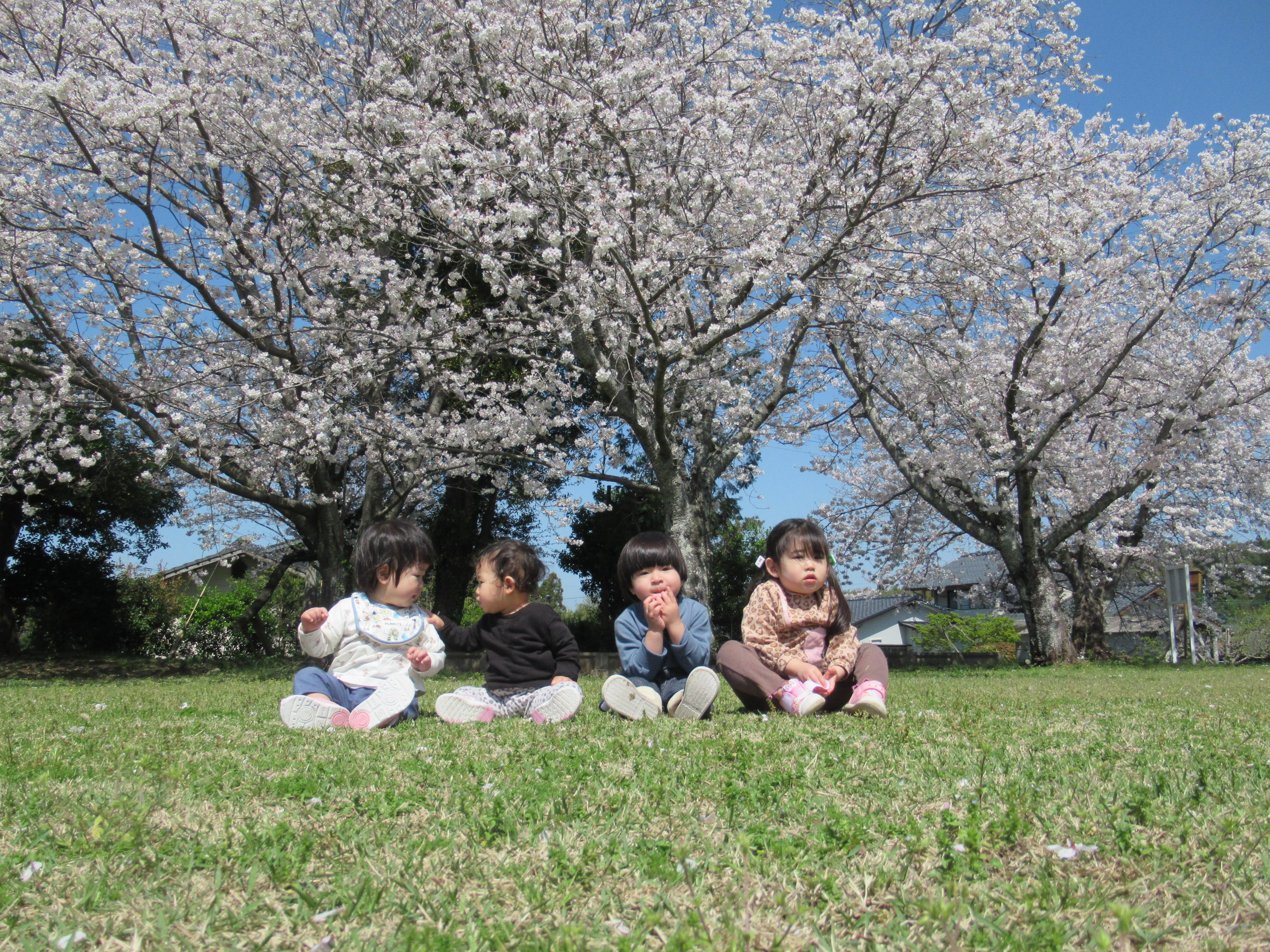 青空と桜とお友達。