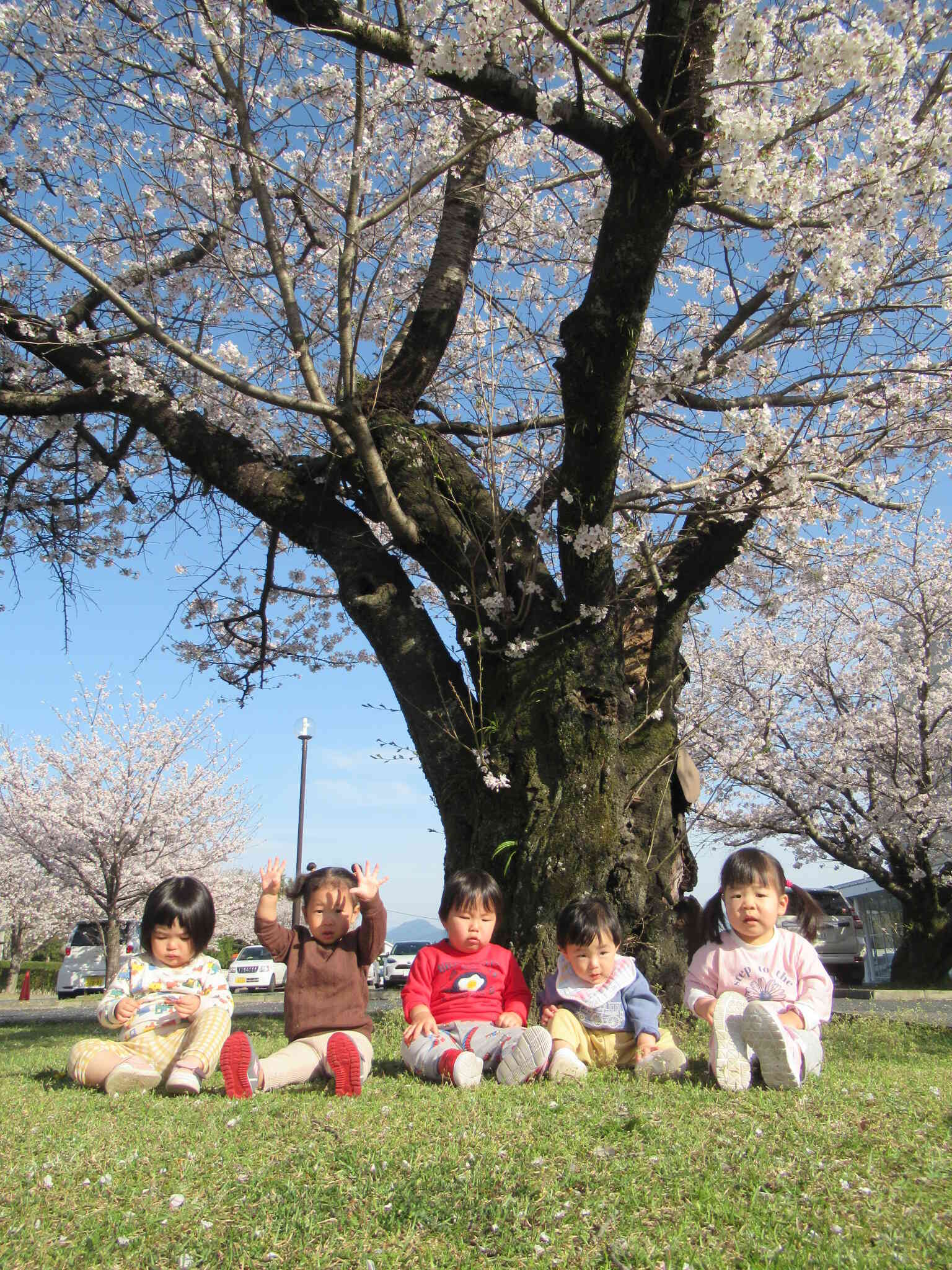 園の前や施設内は桜が満開です！