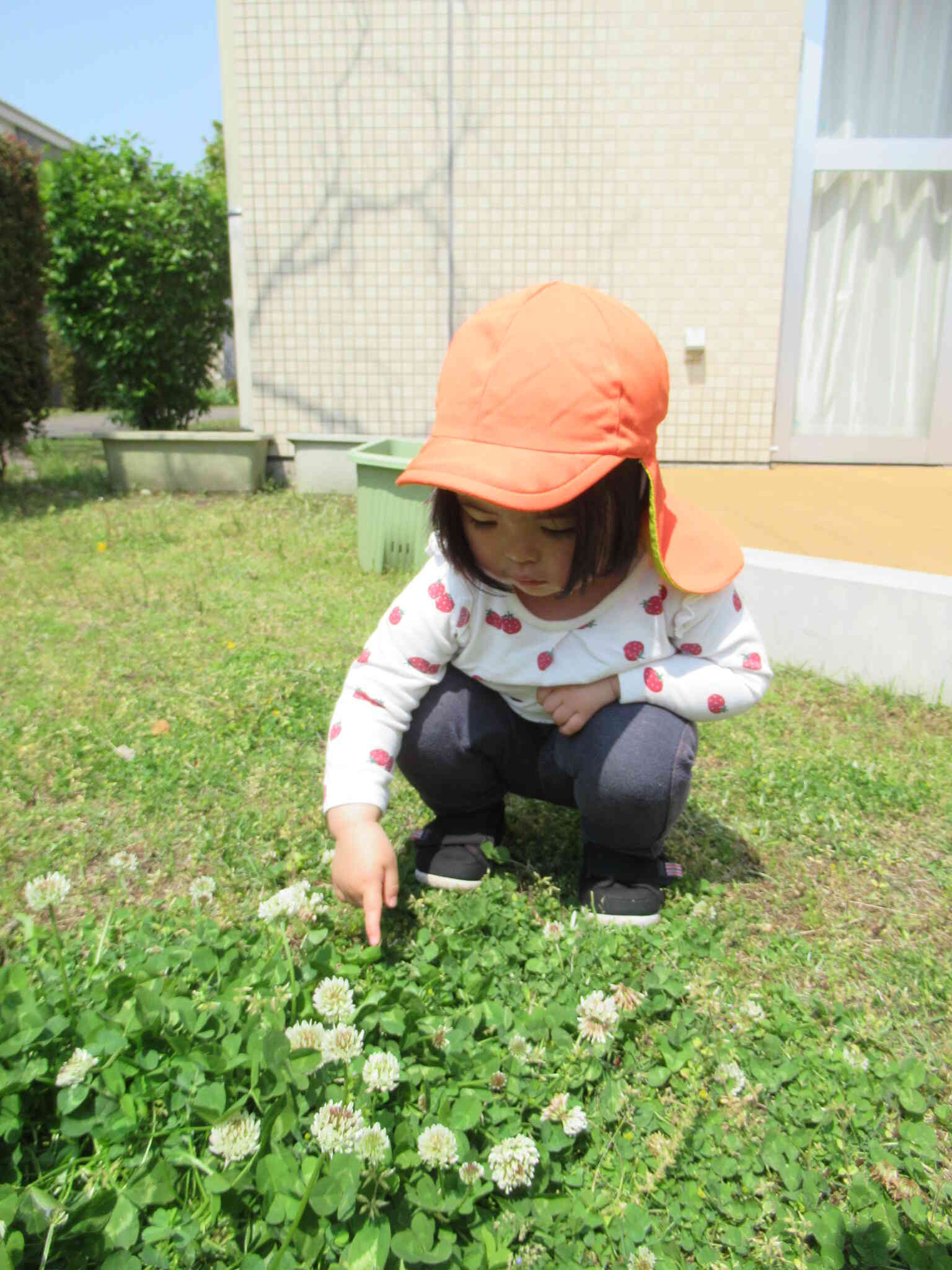 あっ、てんとう虫！