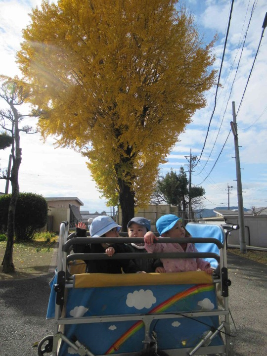 銀杏の木とハイポーズ。