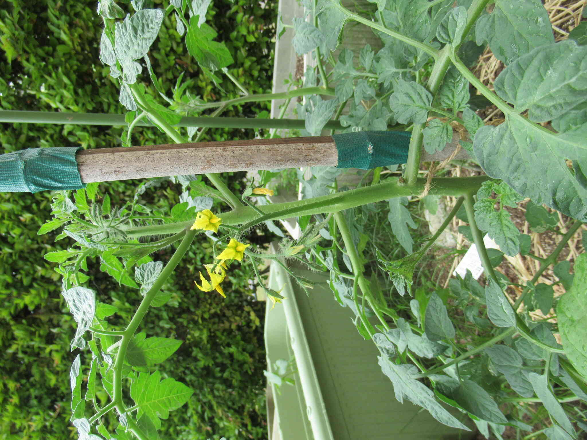 野菜の花が咲きました