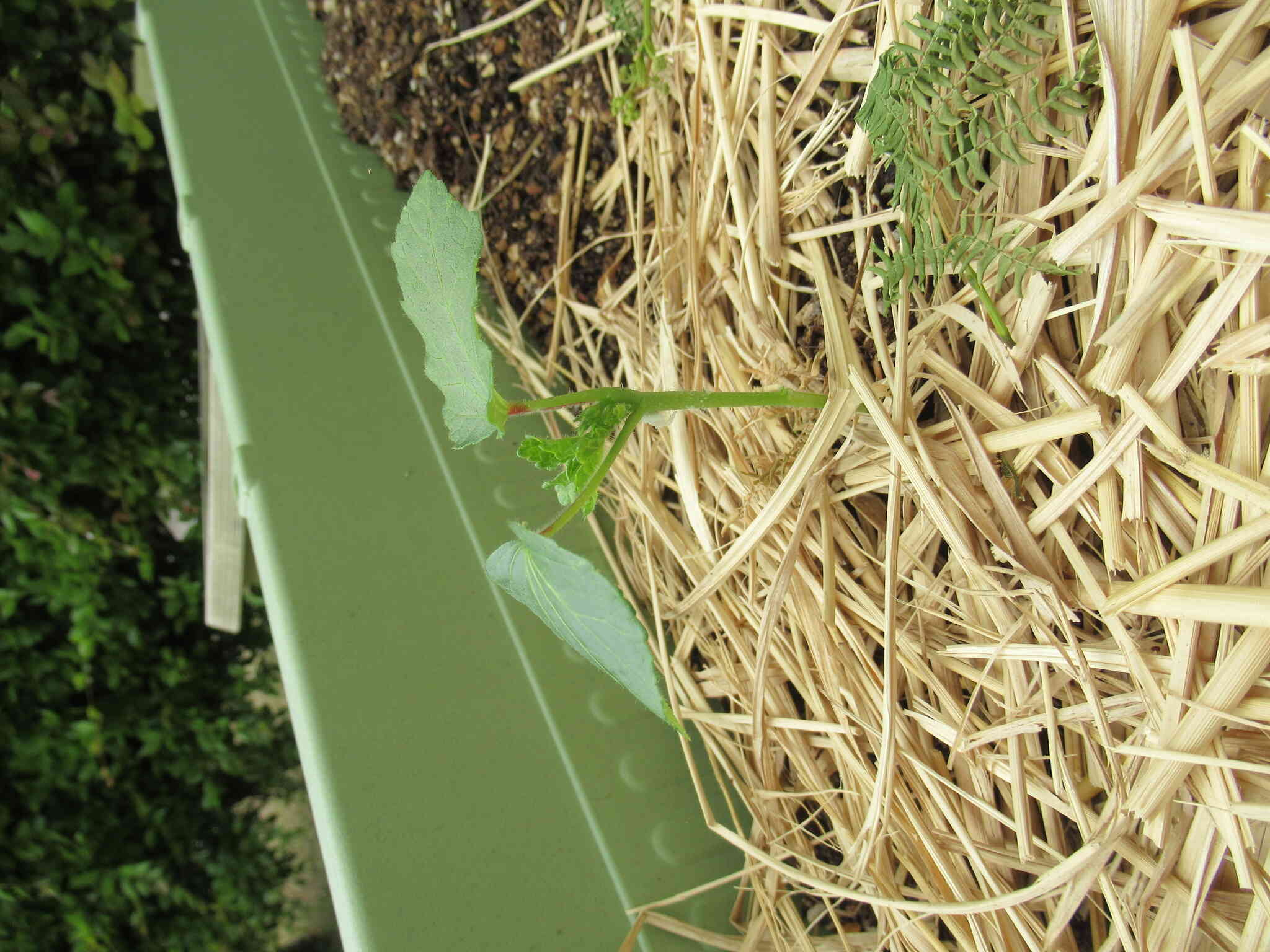 少し遅く植えたオクラはまだ小さく、花を咲かせるのはもう少し先のようです