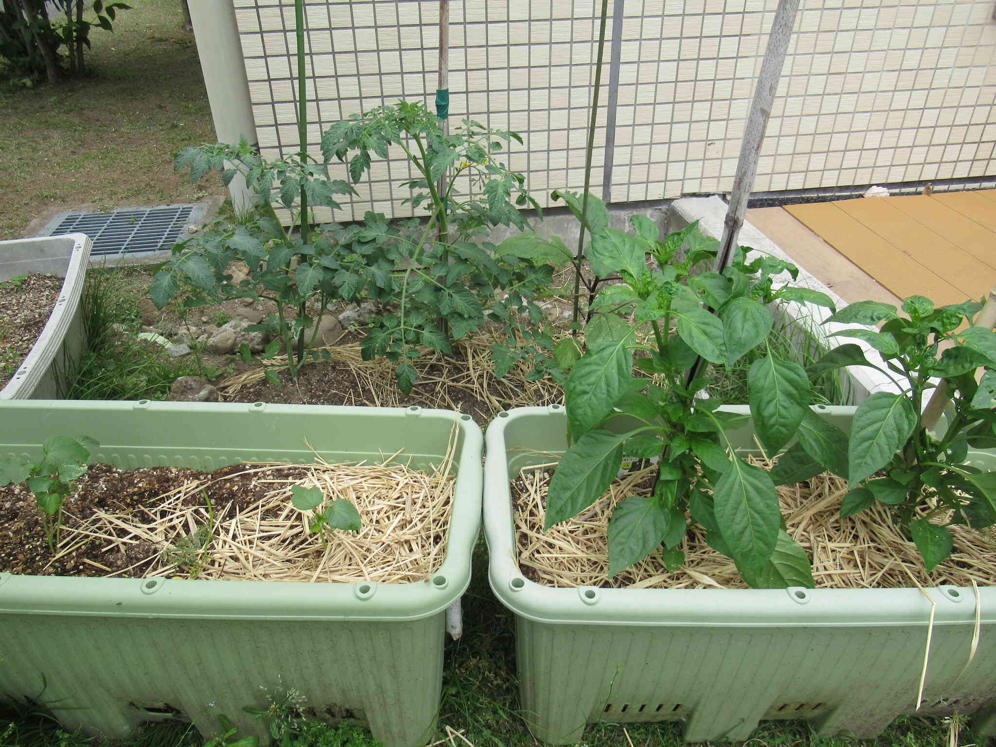 4種類の野菜を植えたさくら農園、成長が楽しみです。