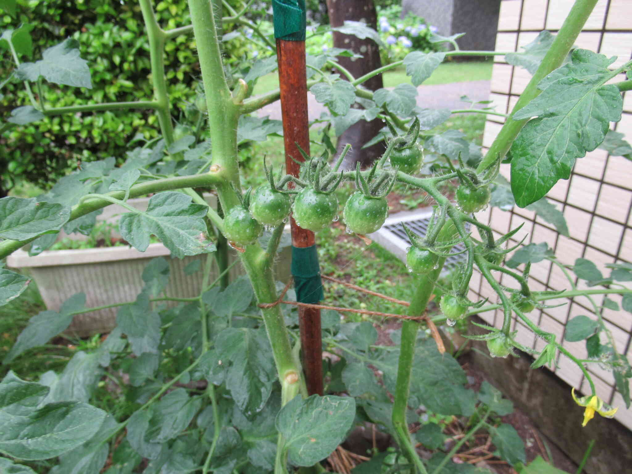 野菜の成長