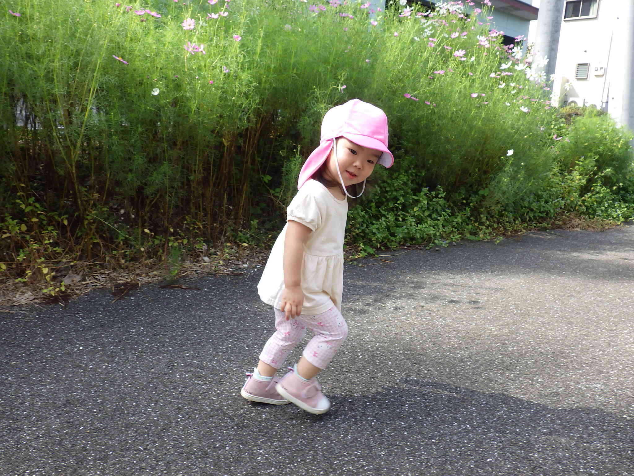 コスモスも咲いていたよ