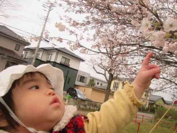 桜、きれいだね