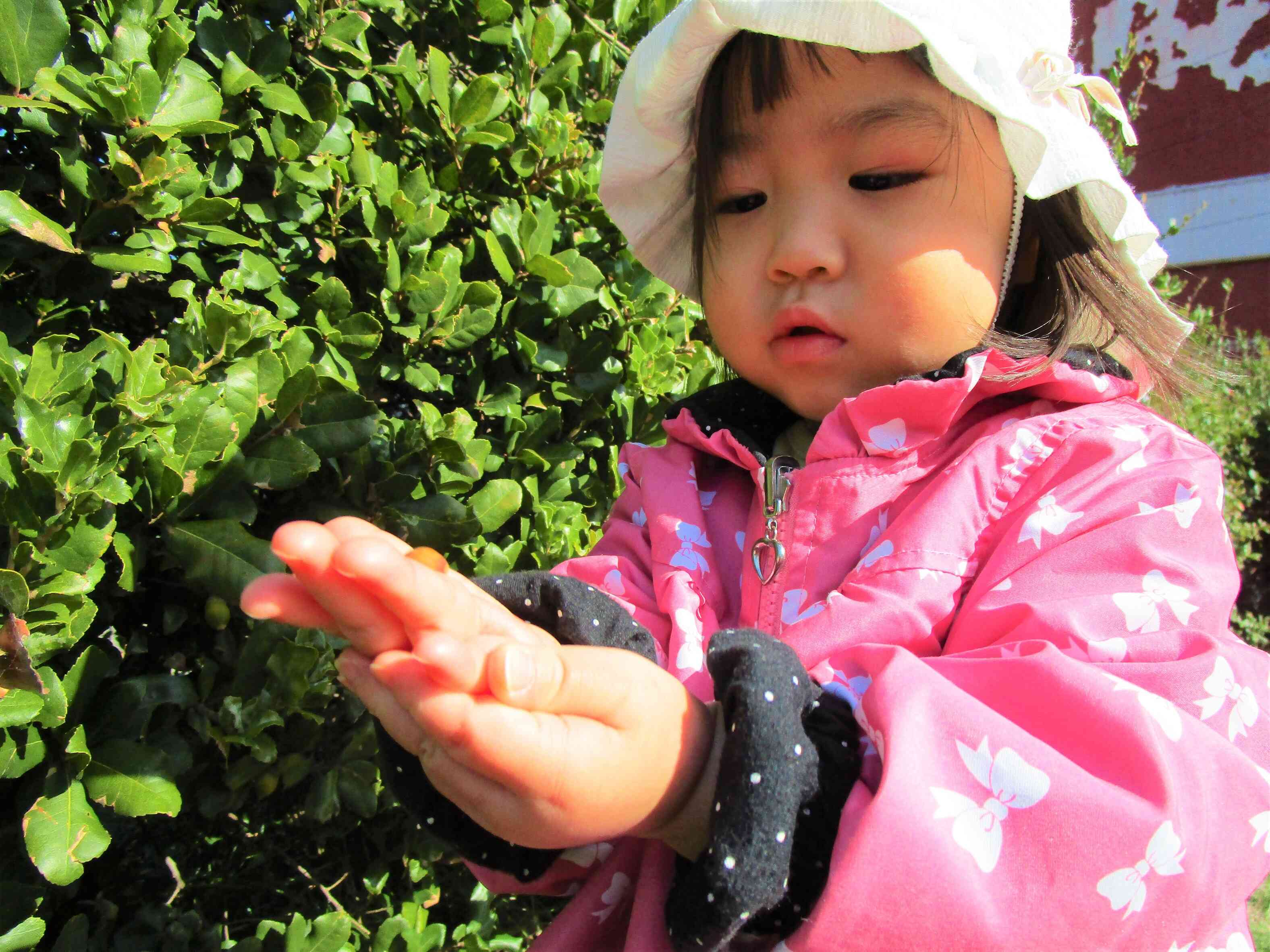 茶色いどんぐり見つけたよ!