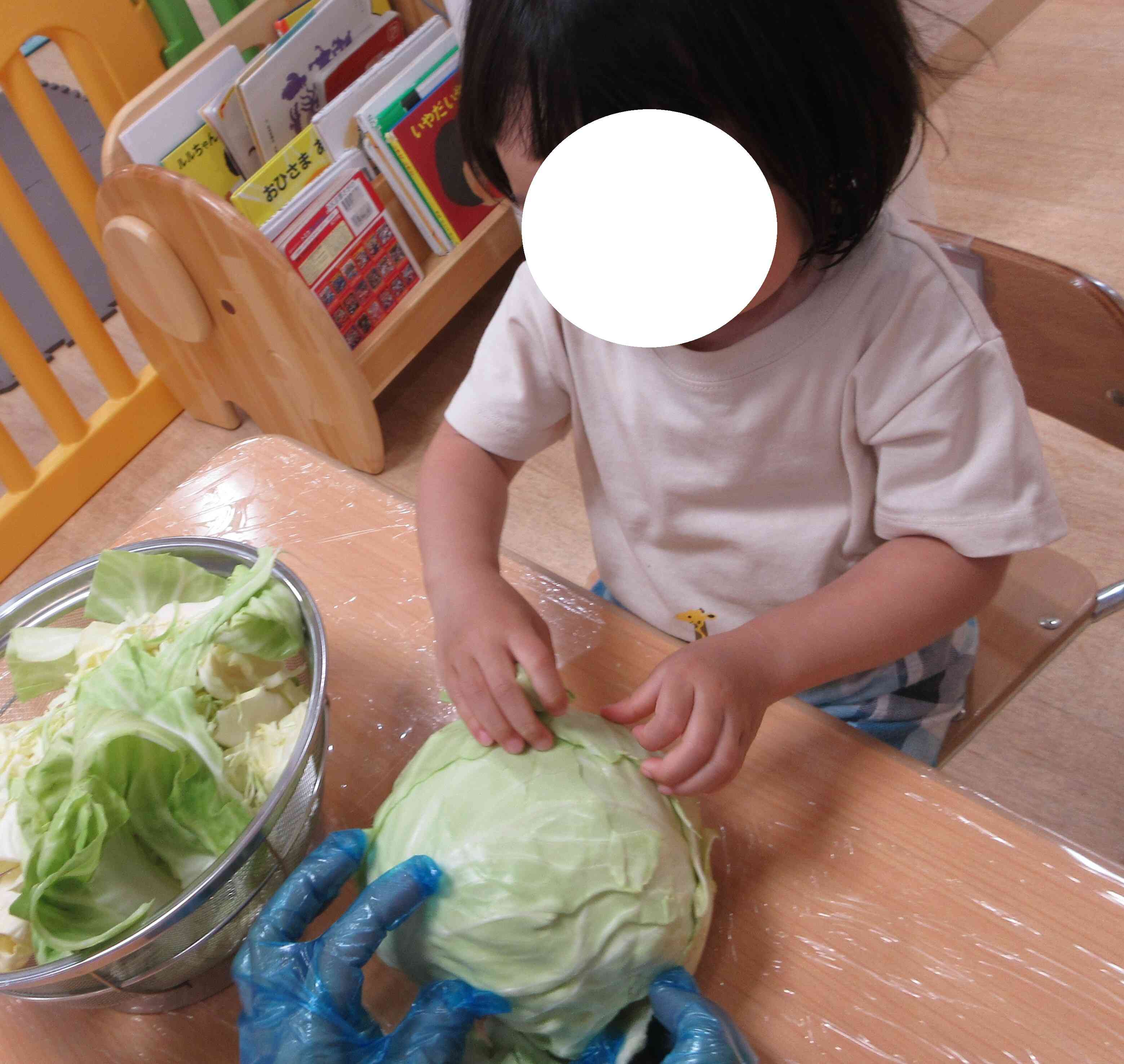 最後は、先生と一緒に大きなキャベツをむきむき♪