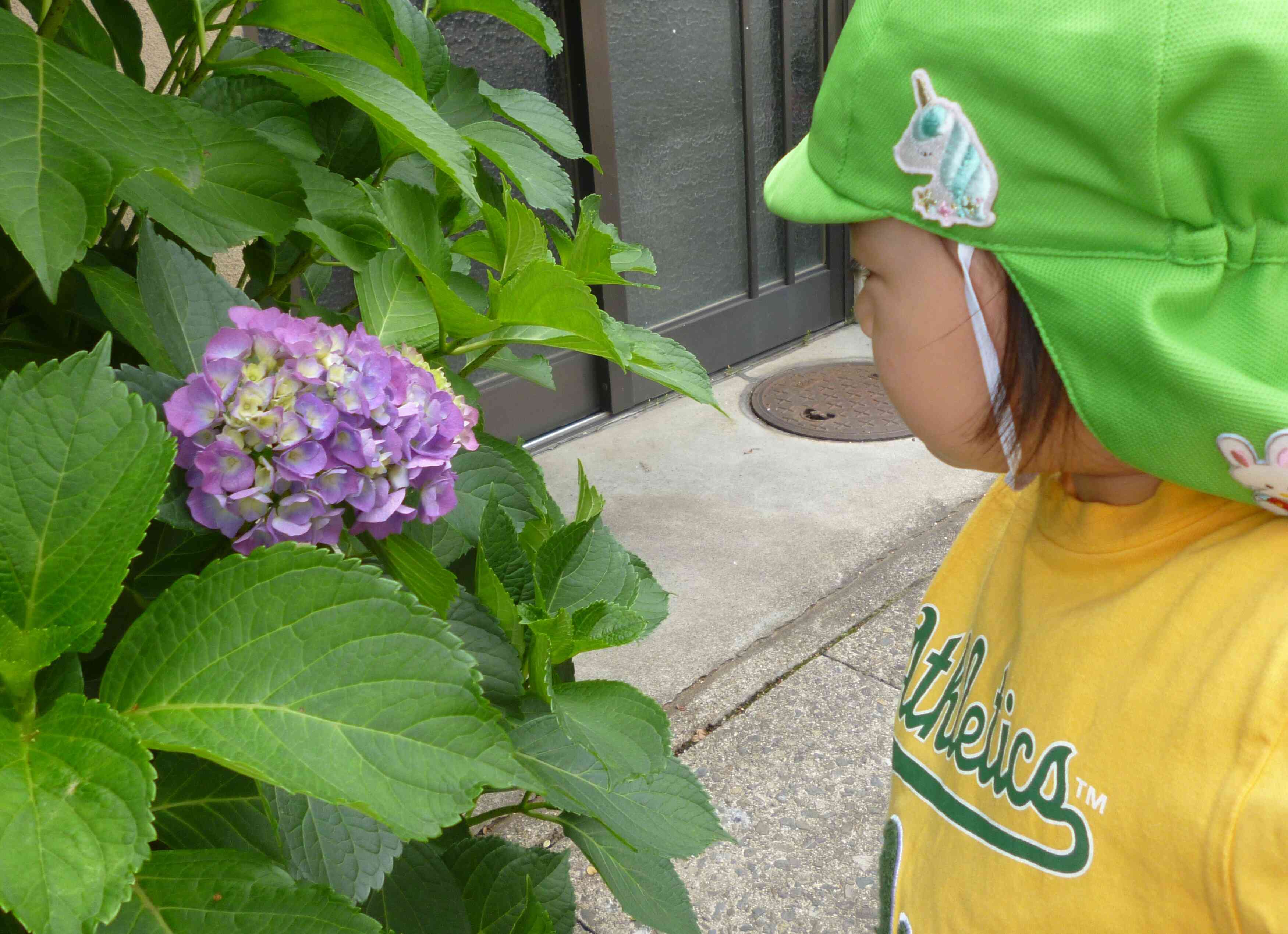 紫陽花あった！