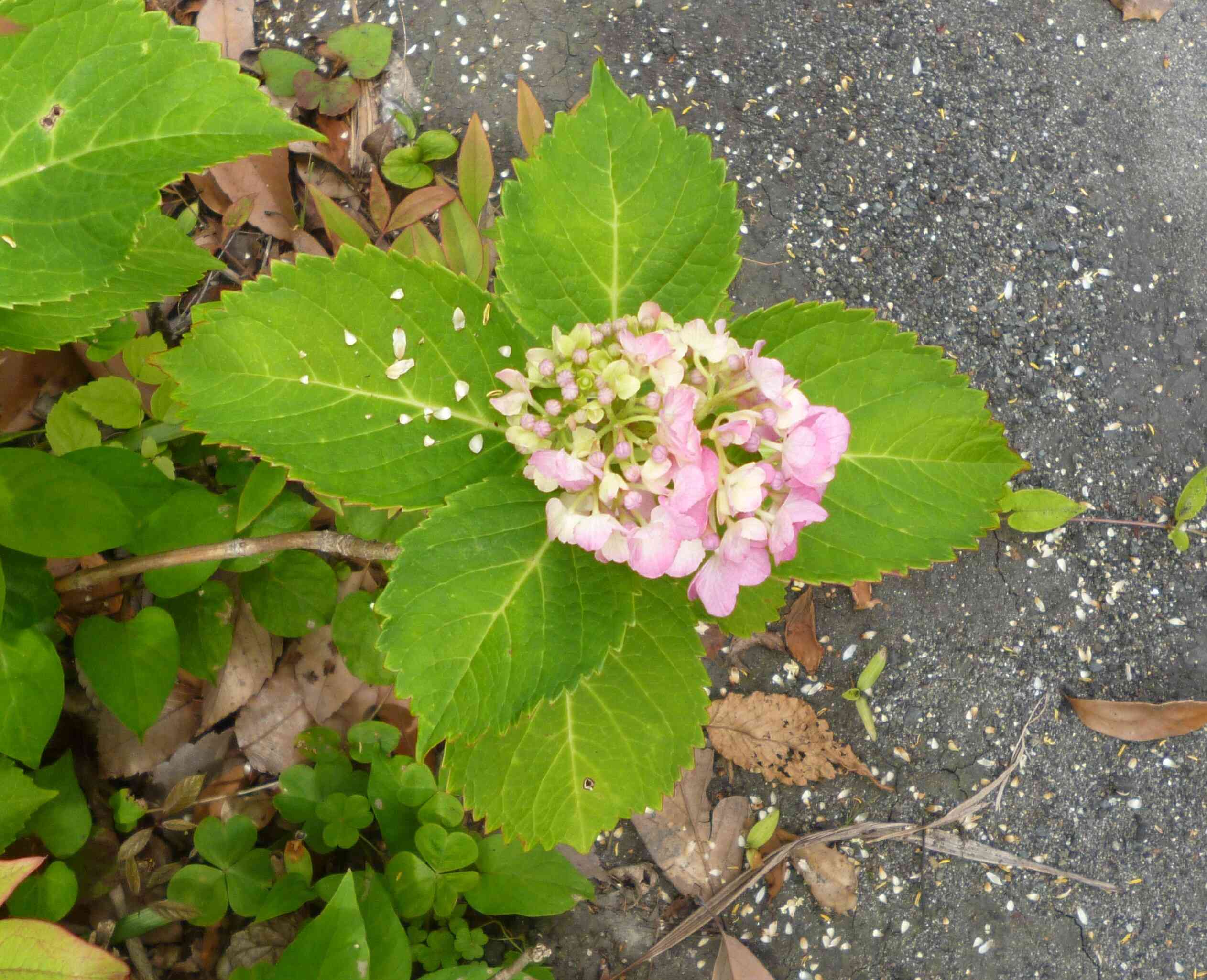 「先生紫陽花の写真も撮って～」と言ってくれたので、撮ってみました♪