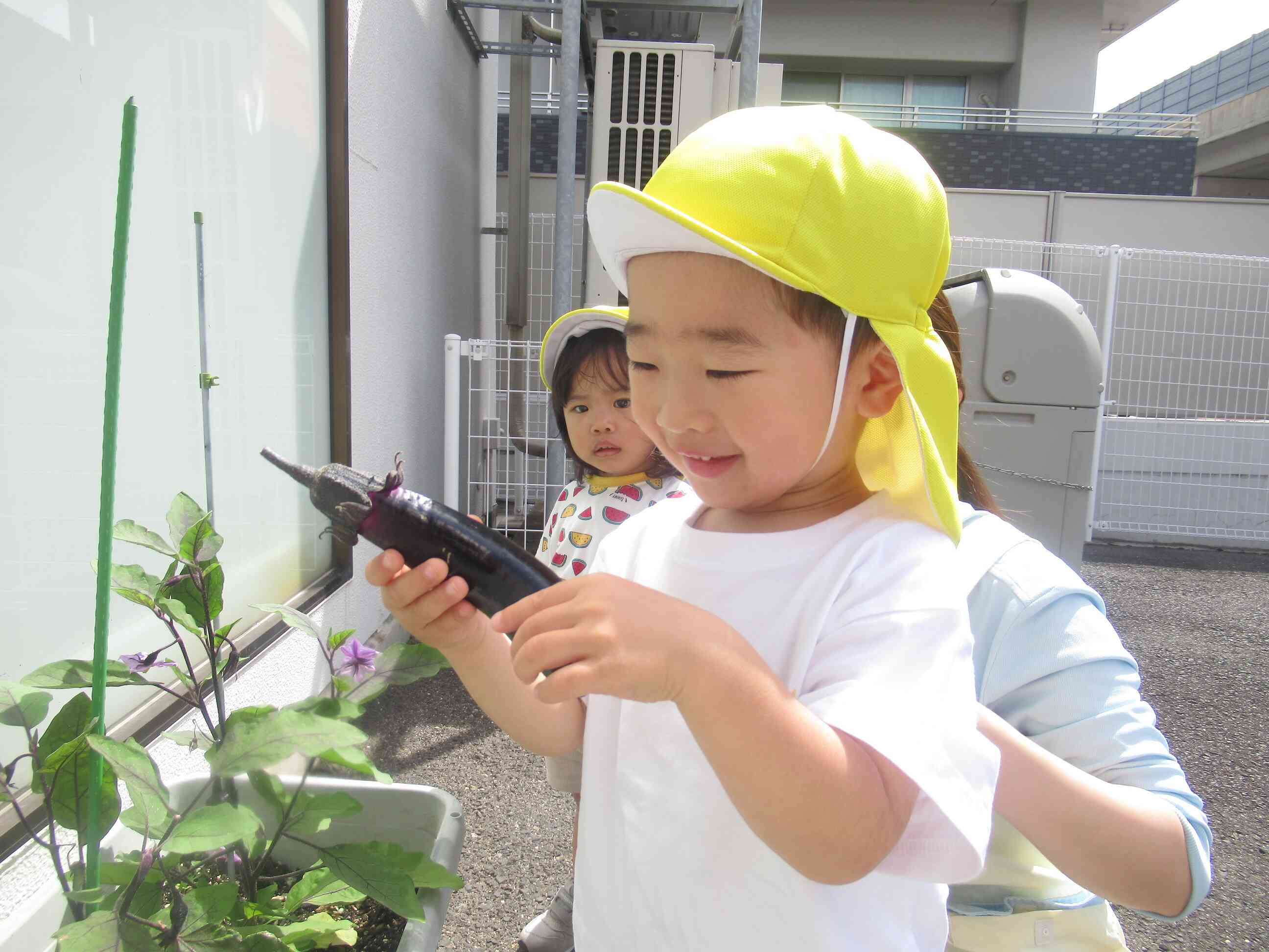 収穫できたよ
