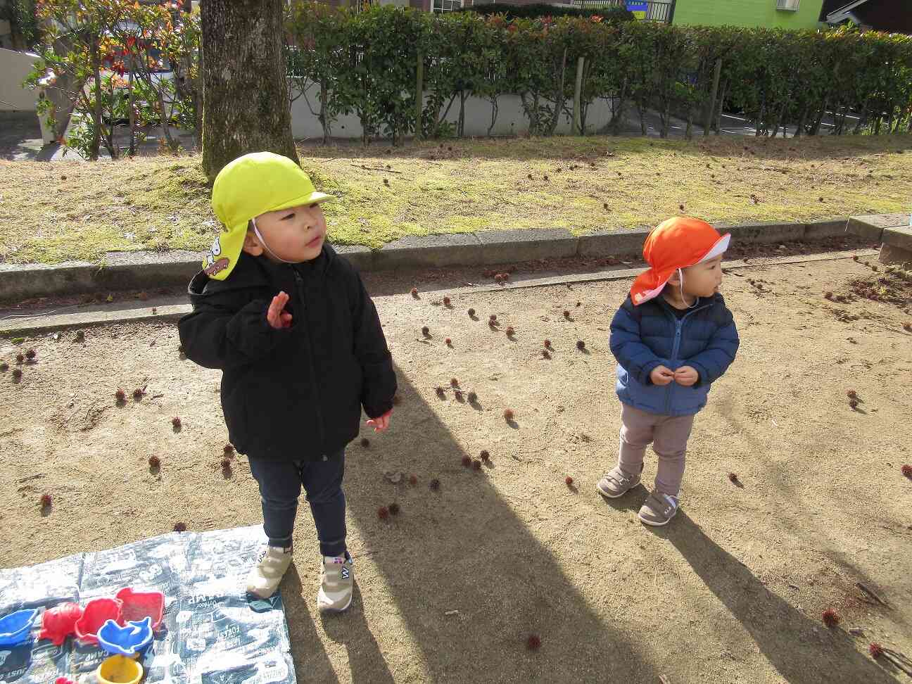 鳥が飛んでいるのを見つけて興味津々で目で追っています
