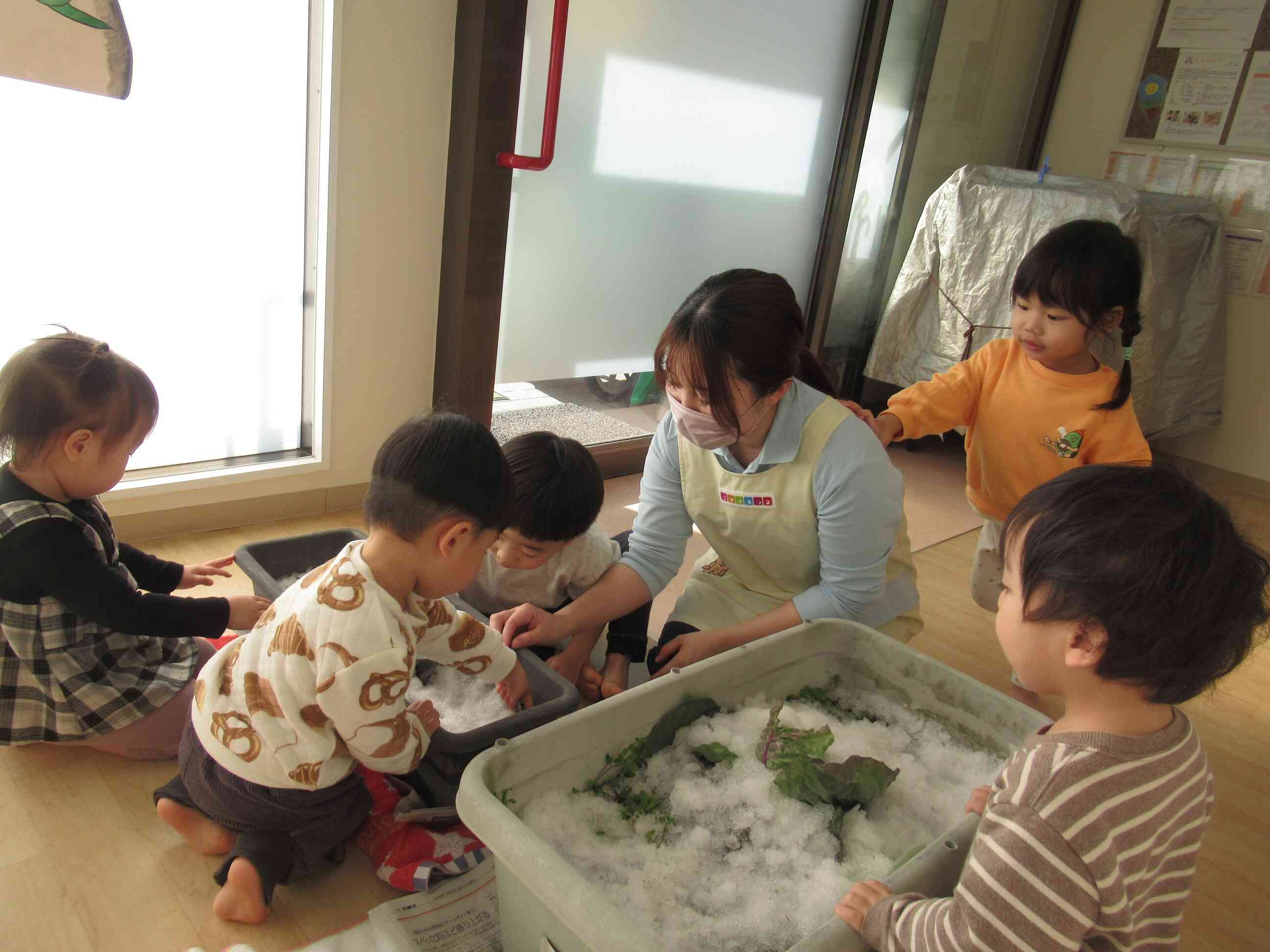 キャベツの収穫をしたよ