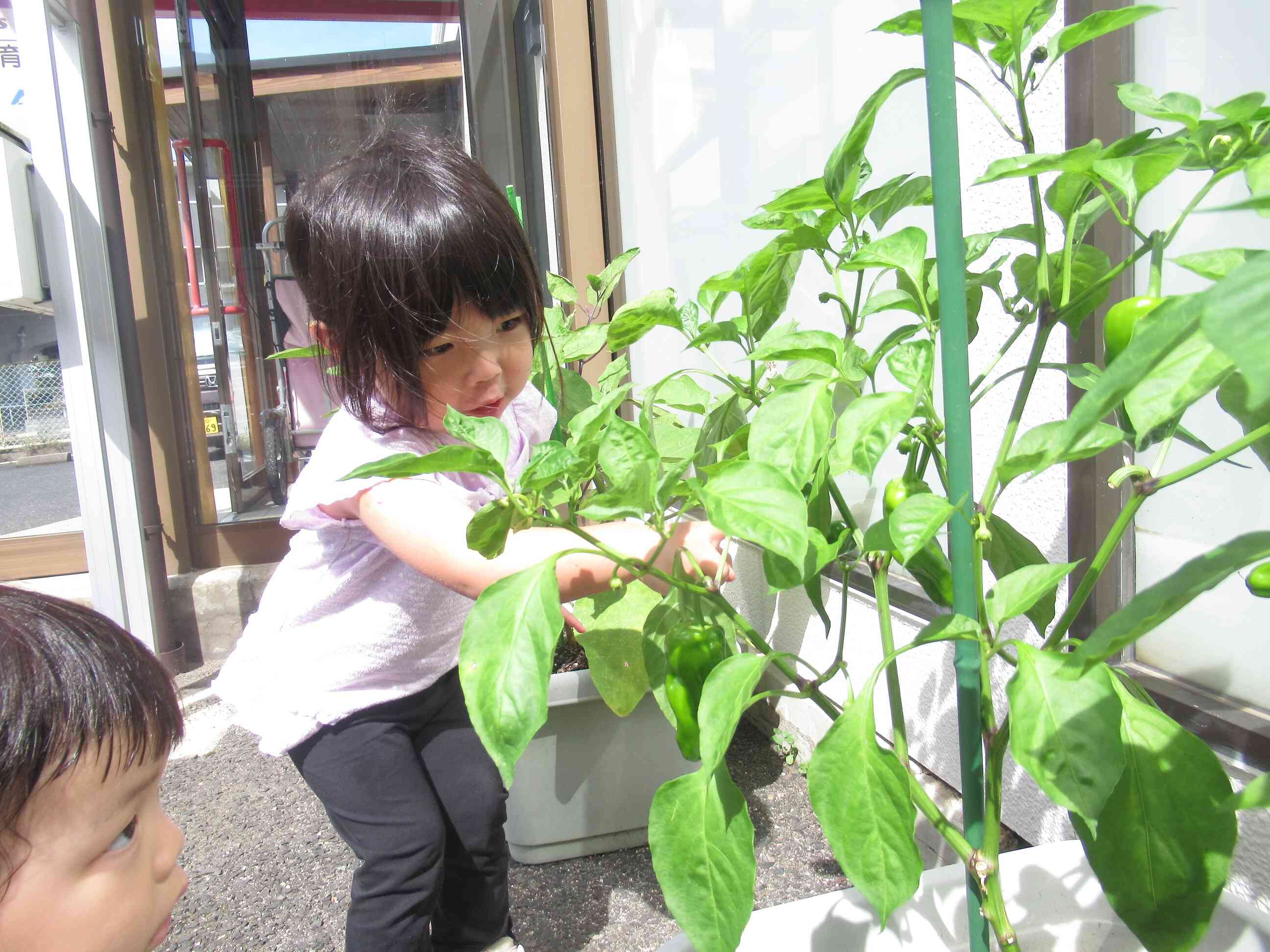食育～夏野菜の収穫・クッキング～