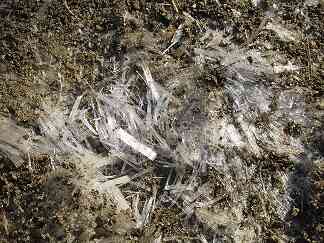 “霜柱”土の中からニョキニョキ